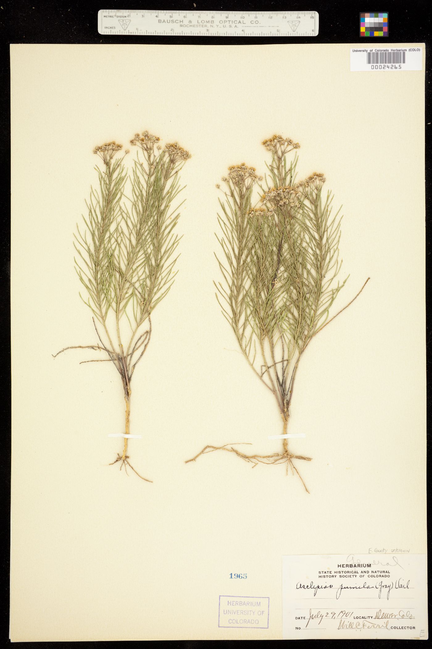 Asclepias pumila image