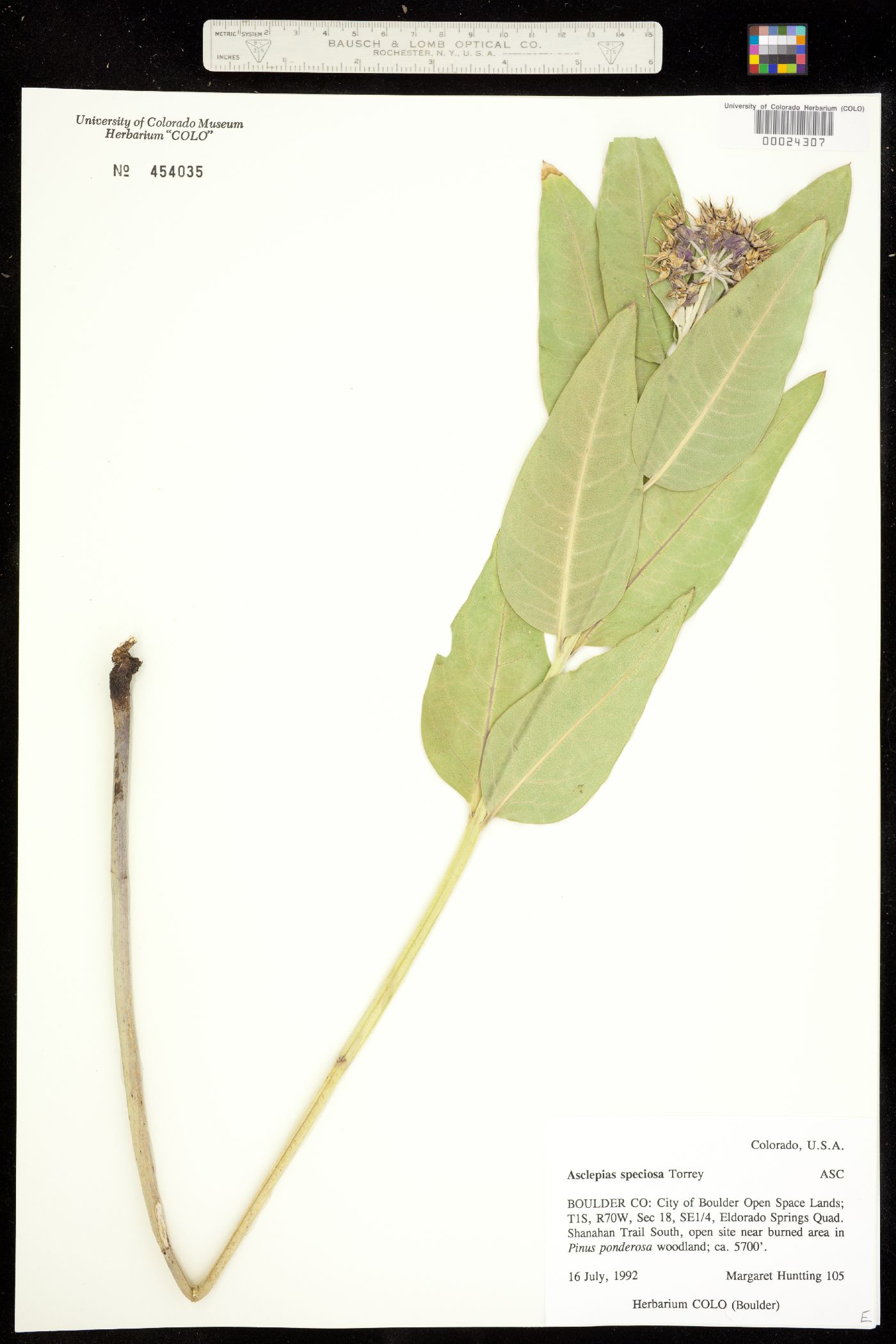 Asclepias speciosa image