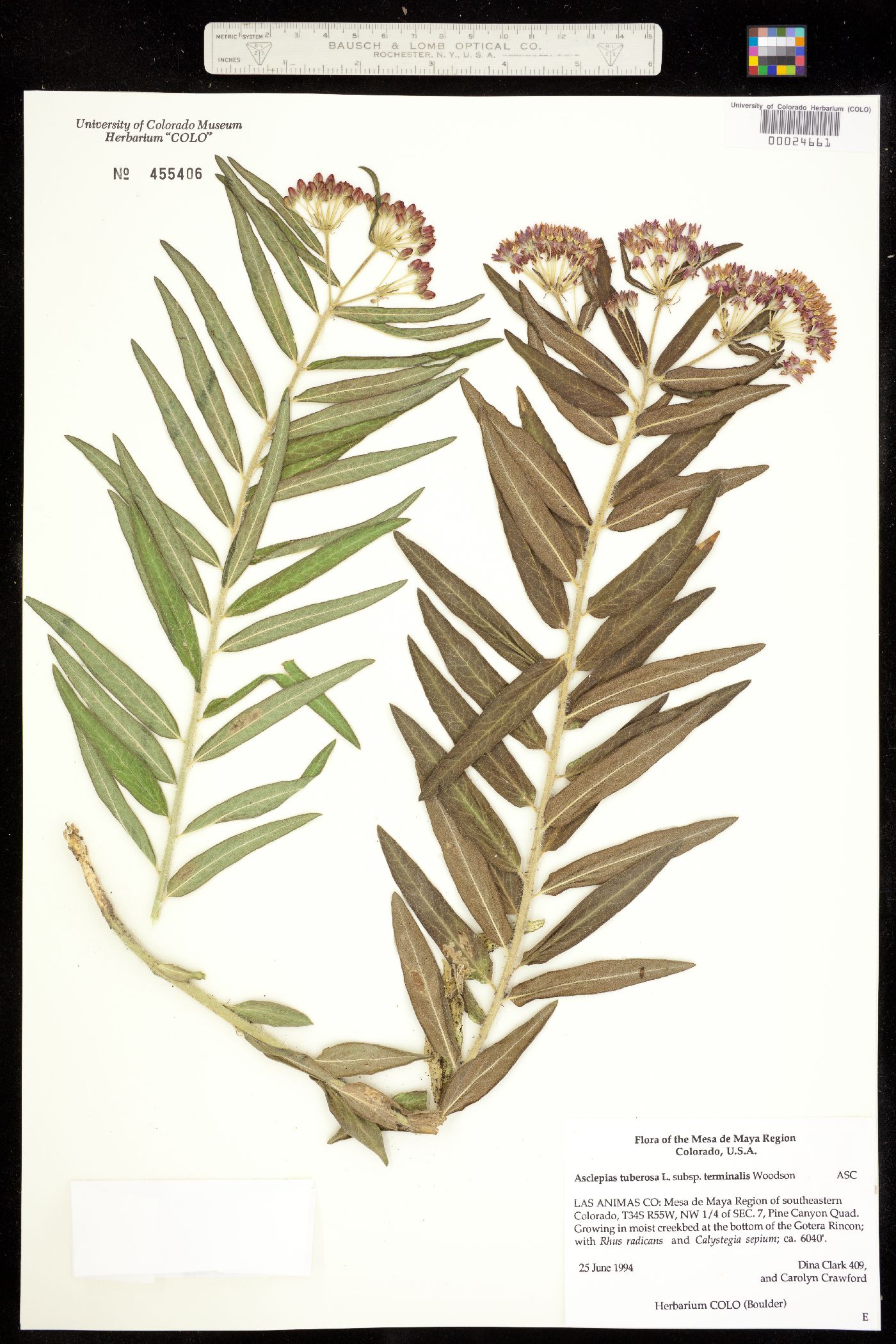 Asclepias tuberosa image