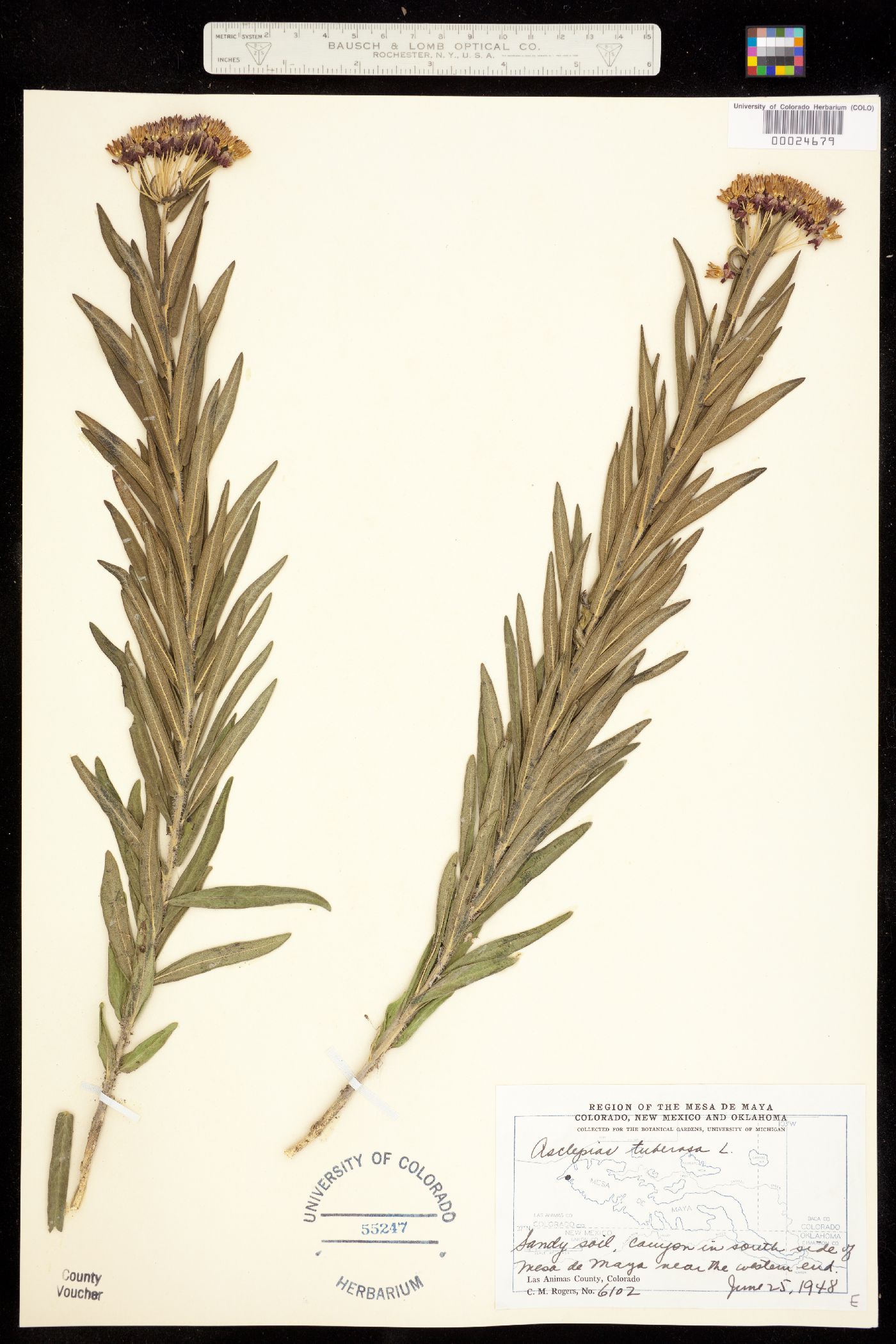 Asclepias tuberosa image