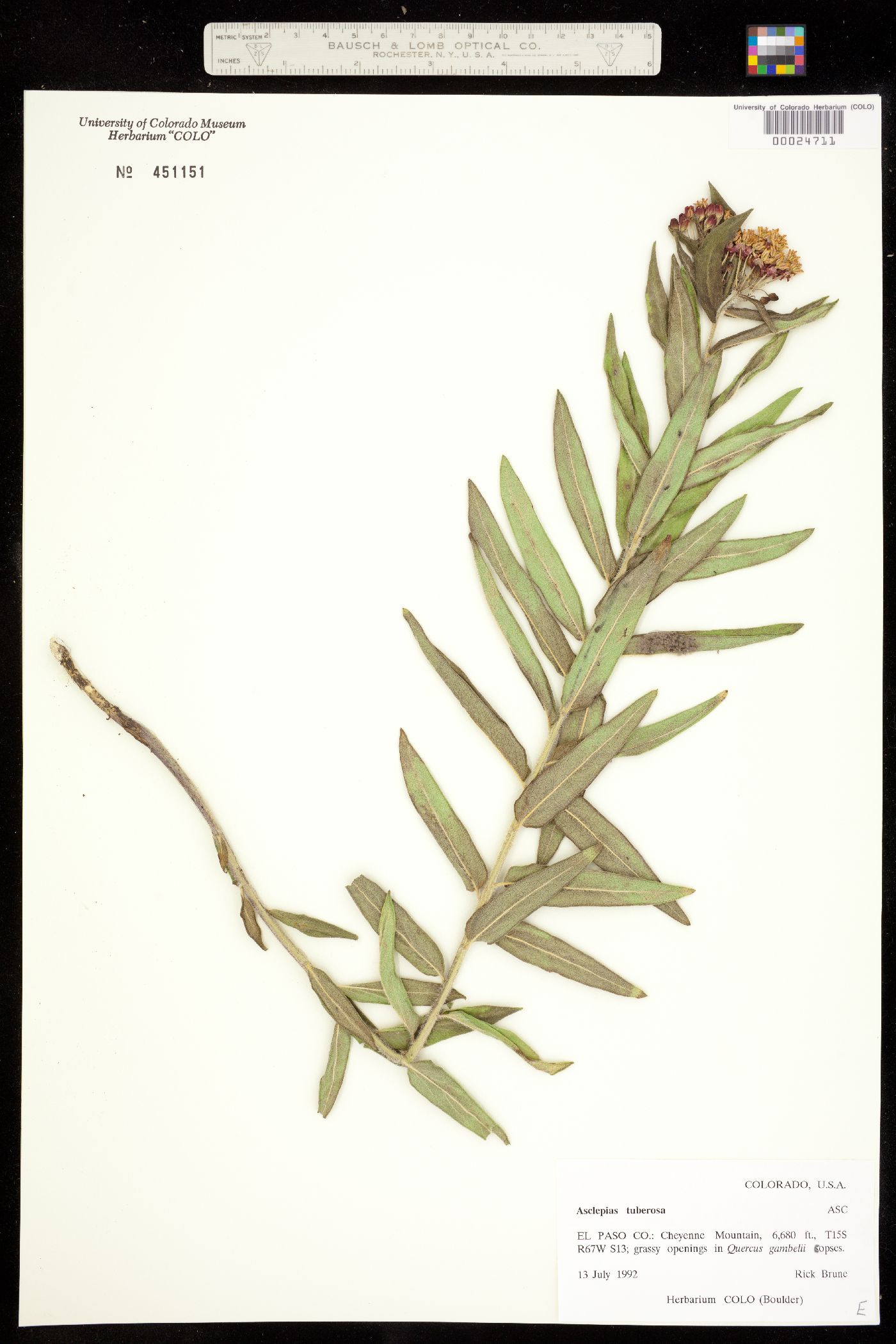 Asclepiadaceae image