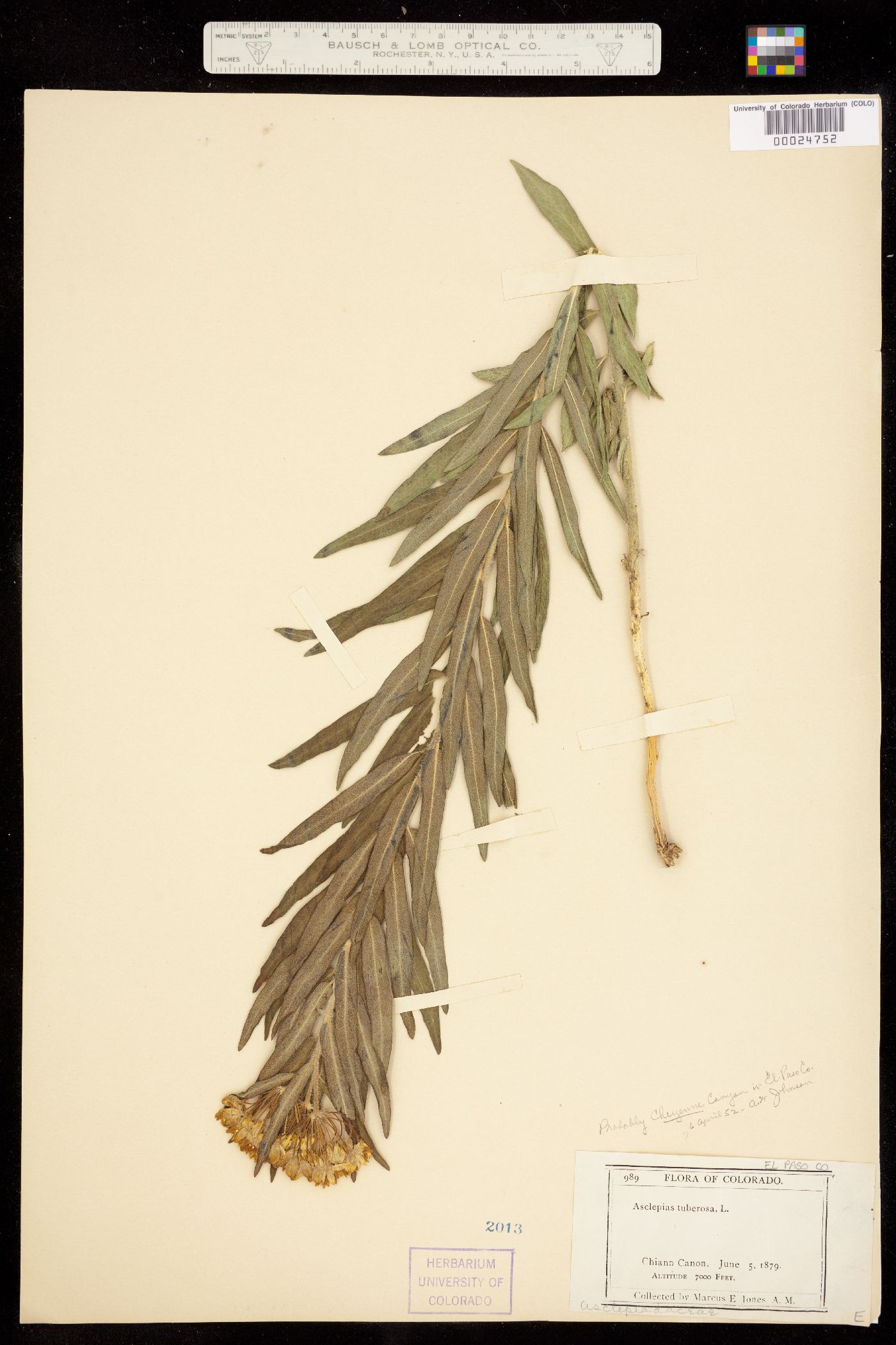 Asclepias tuberosa ssp. interior image