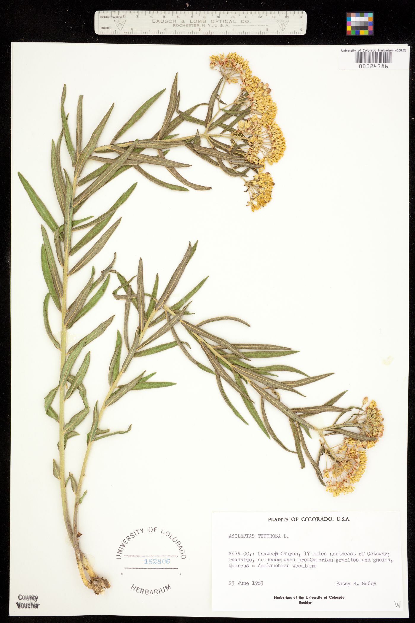 Asclepias tuberosa ssp. interior image