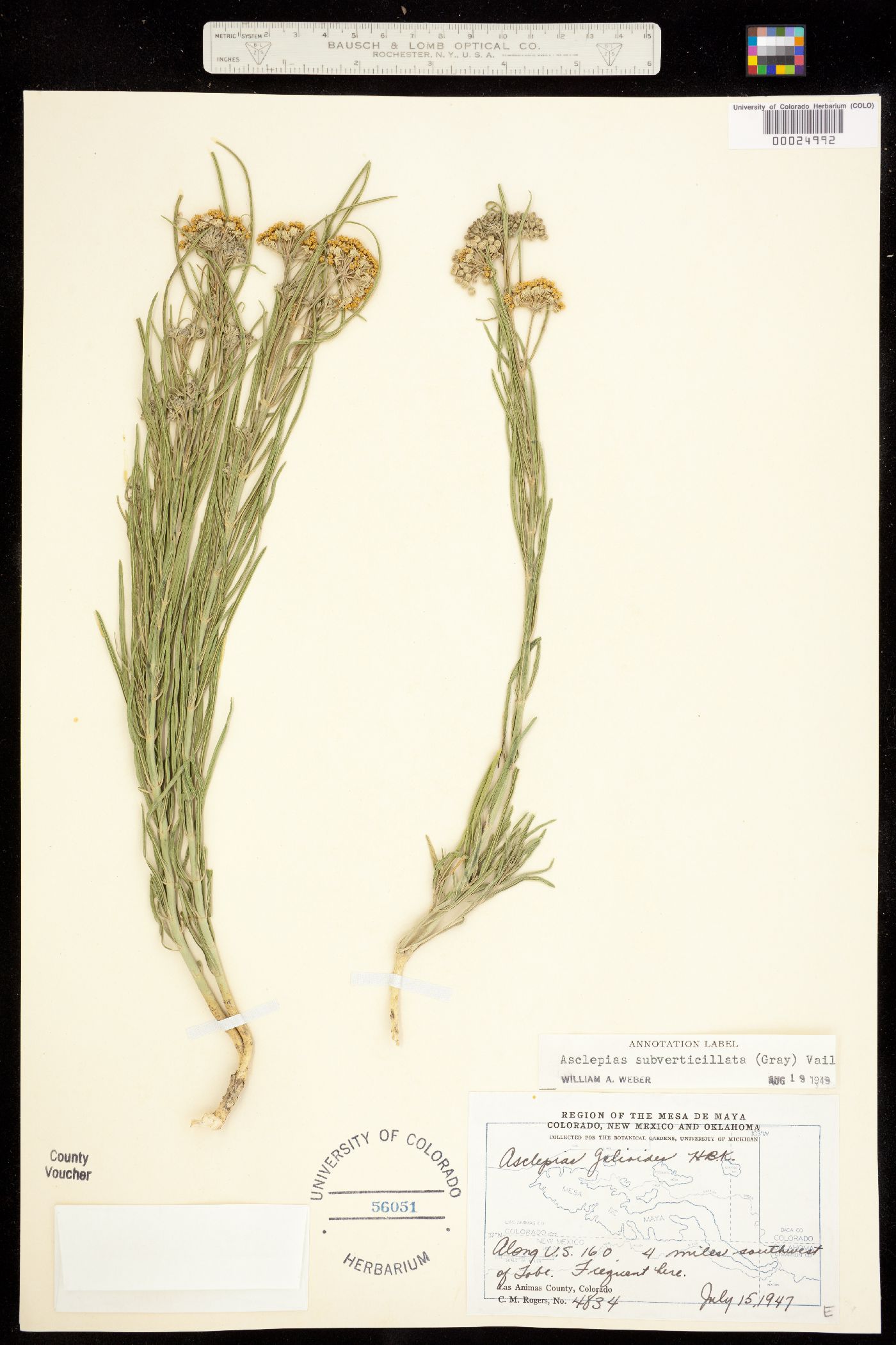 Asclepiadaceae image