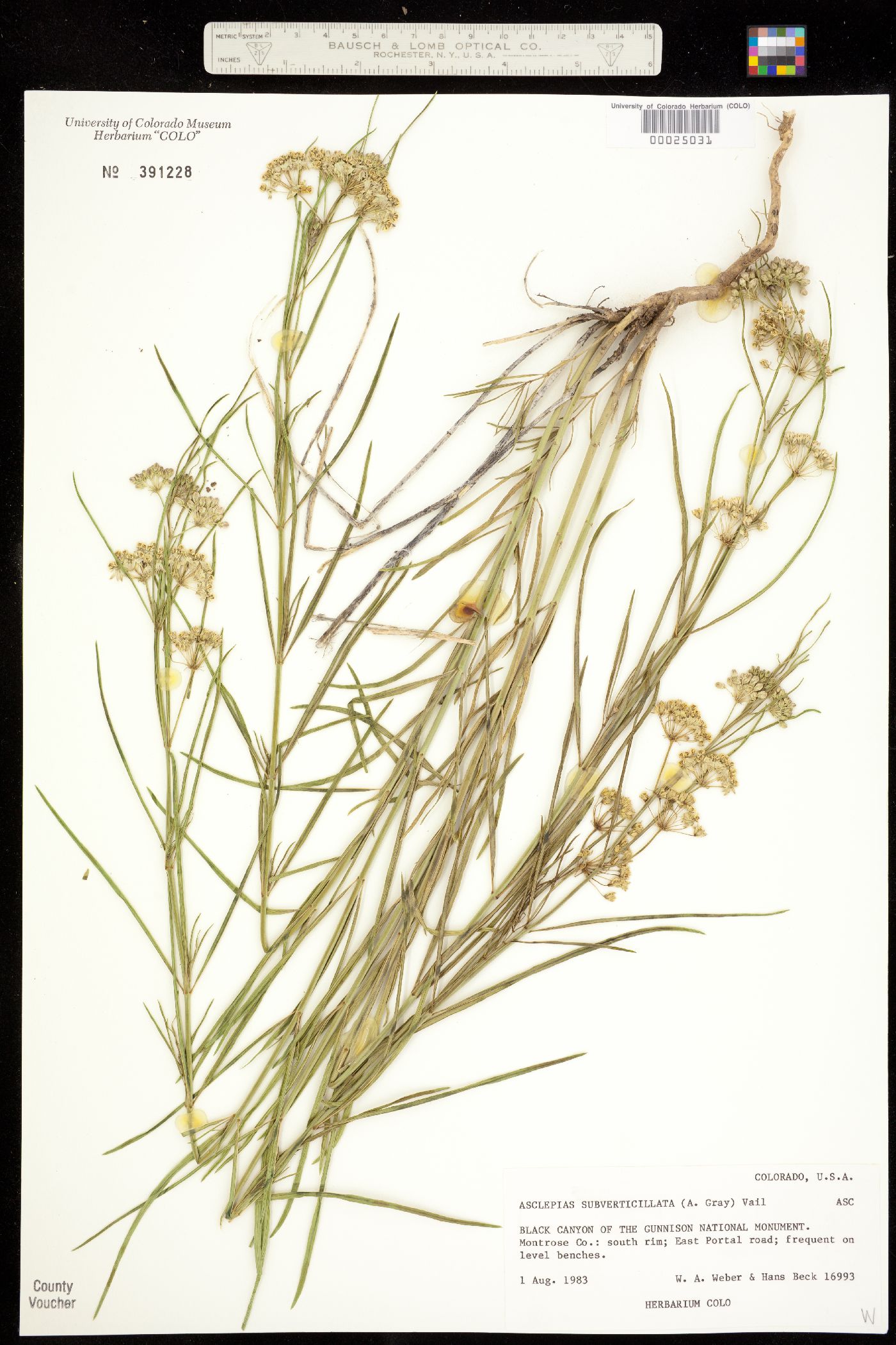 Asclepiadaceae image