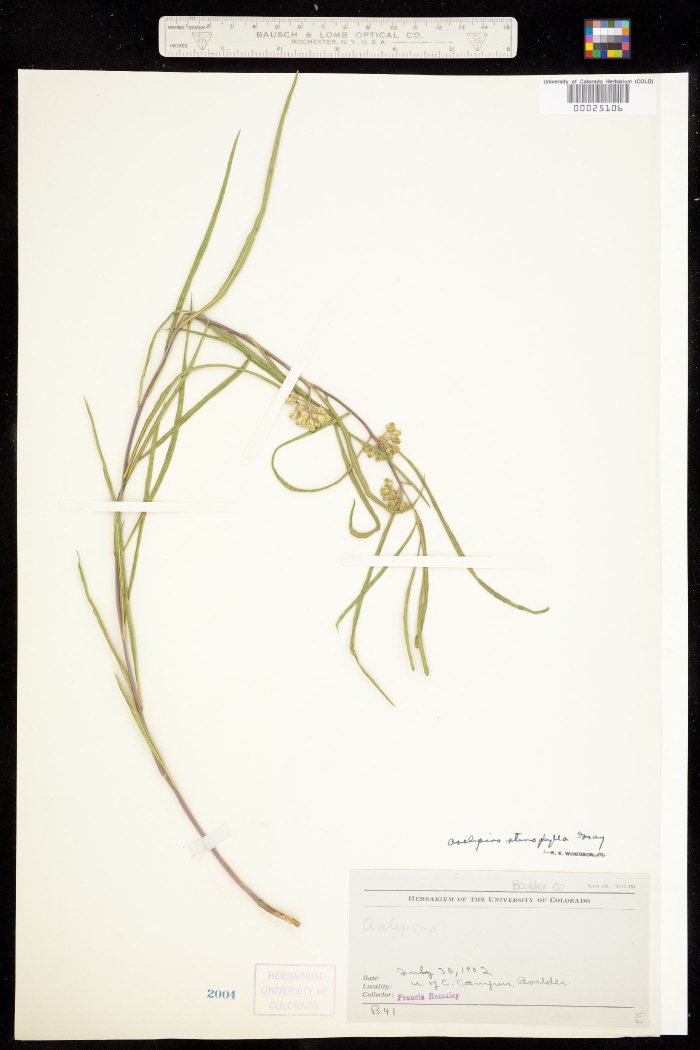 Asclepias stenophylla image