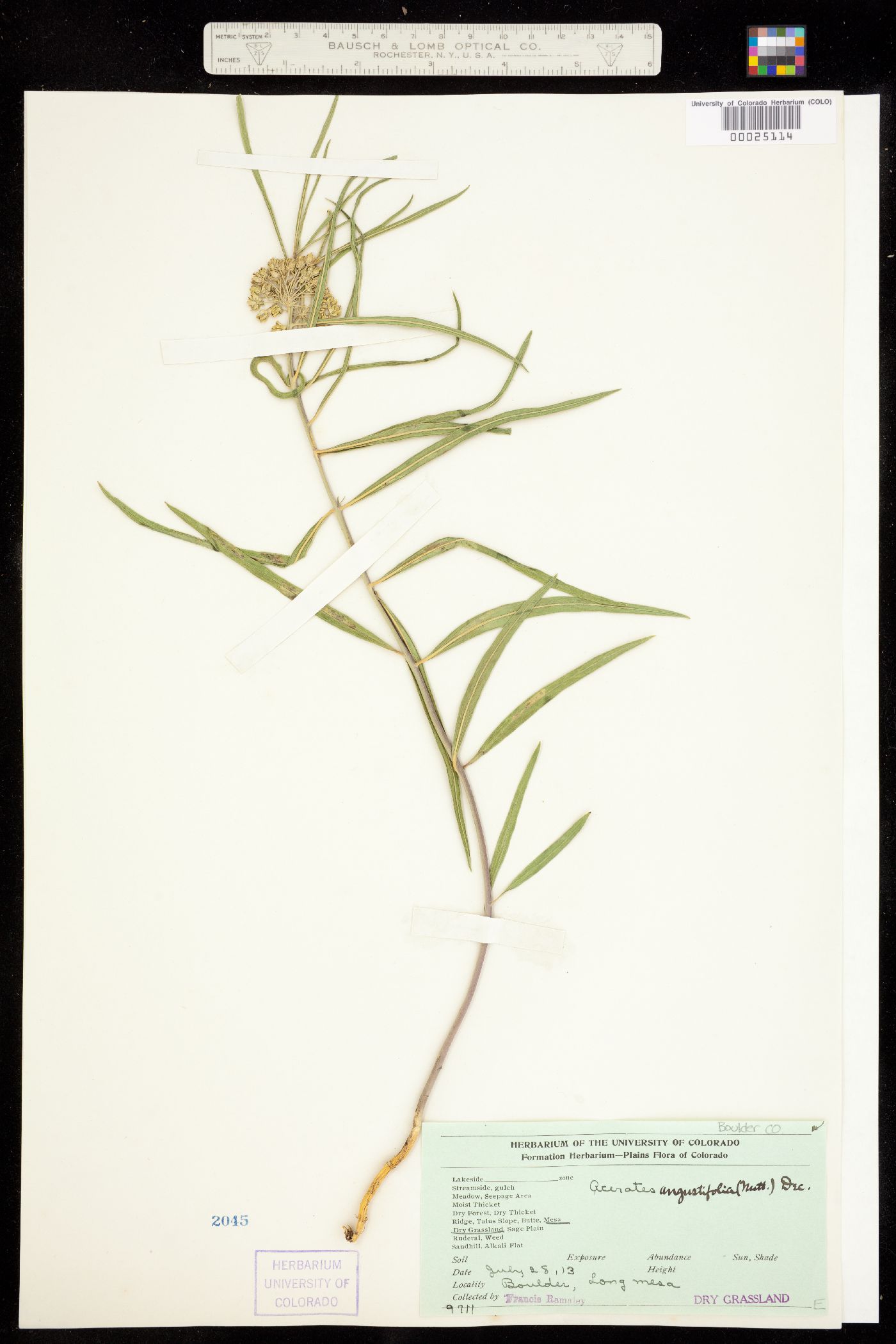 Asclepias stenophylla image