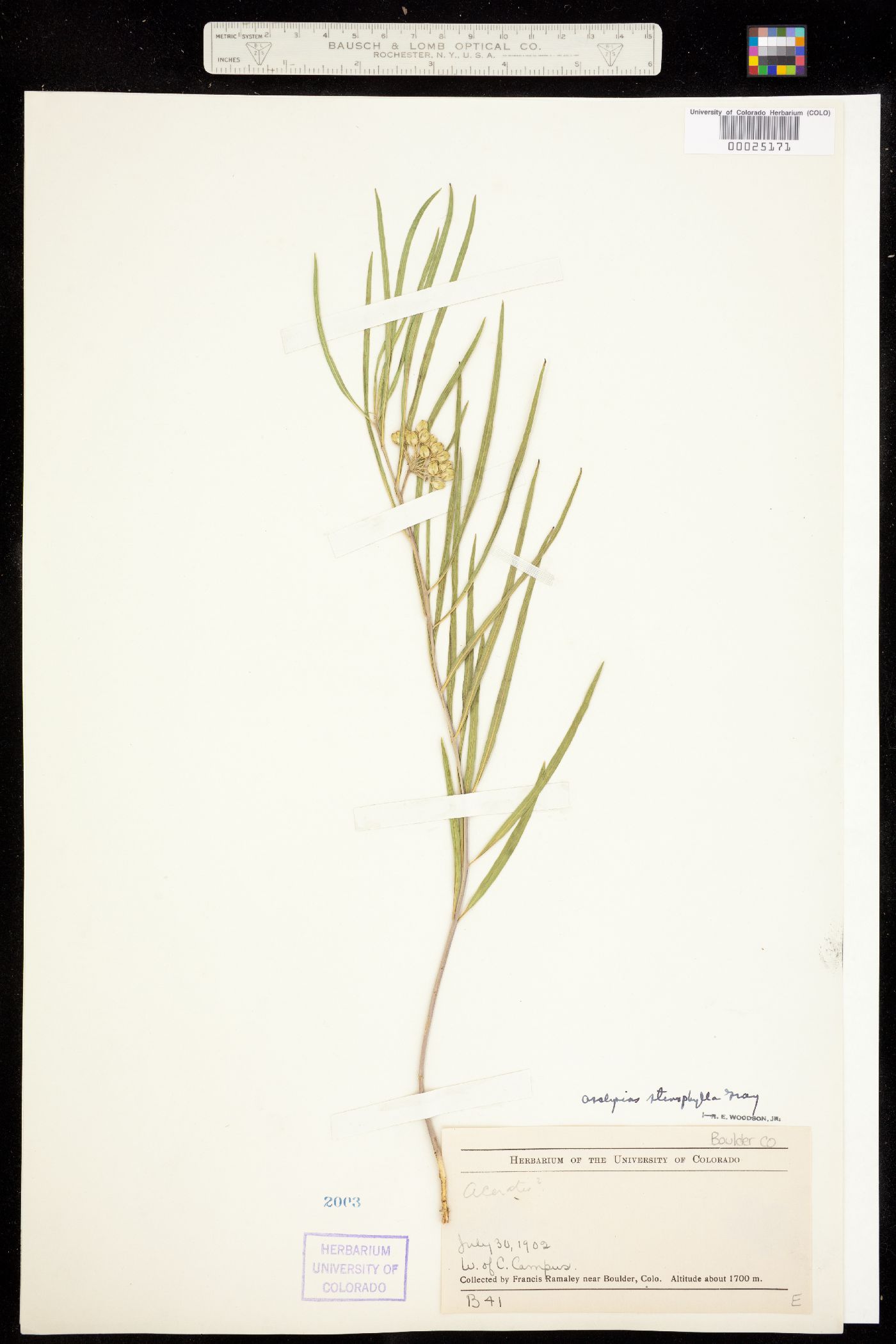 Asclepias stenophylla image