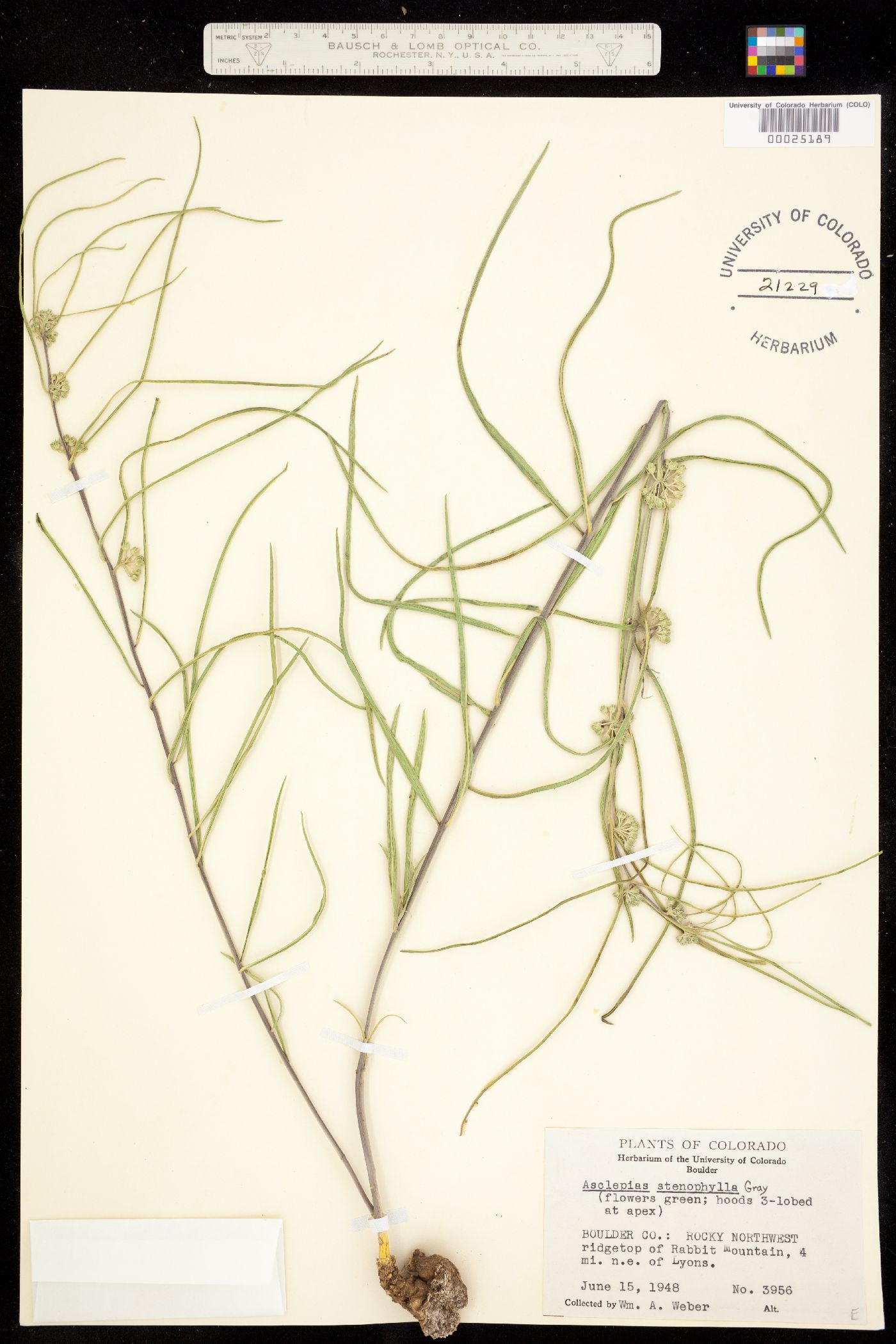 Asclepias stenophylla image