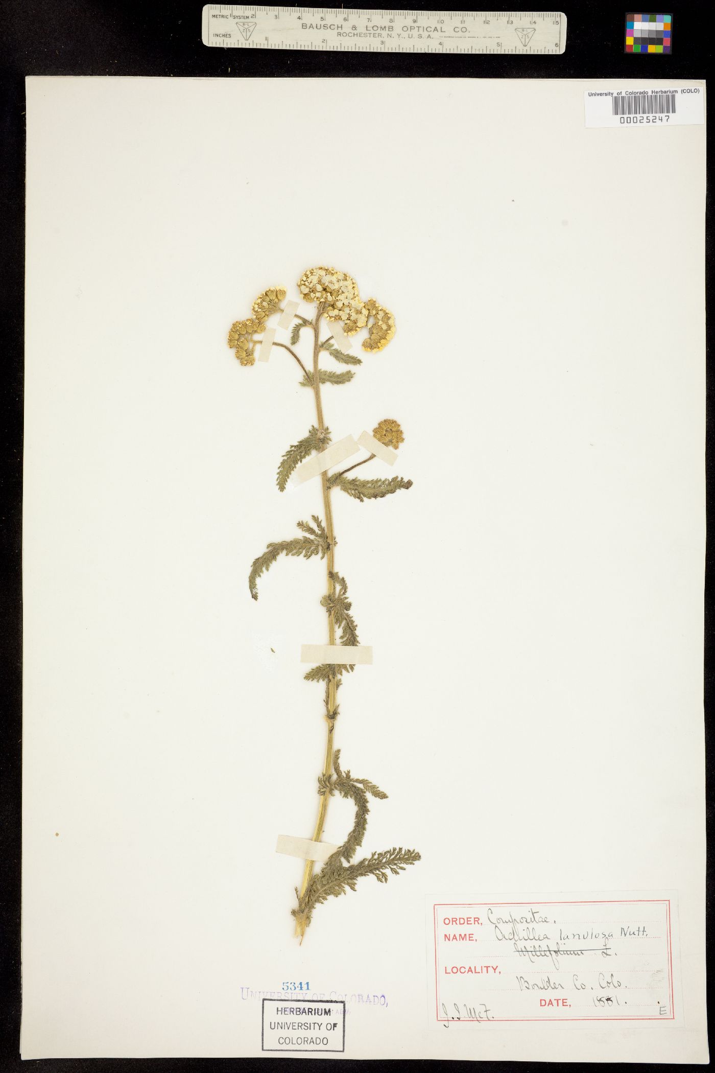 Achillea millefolium image