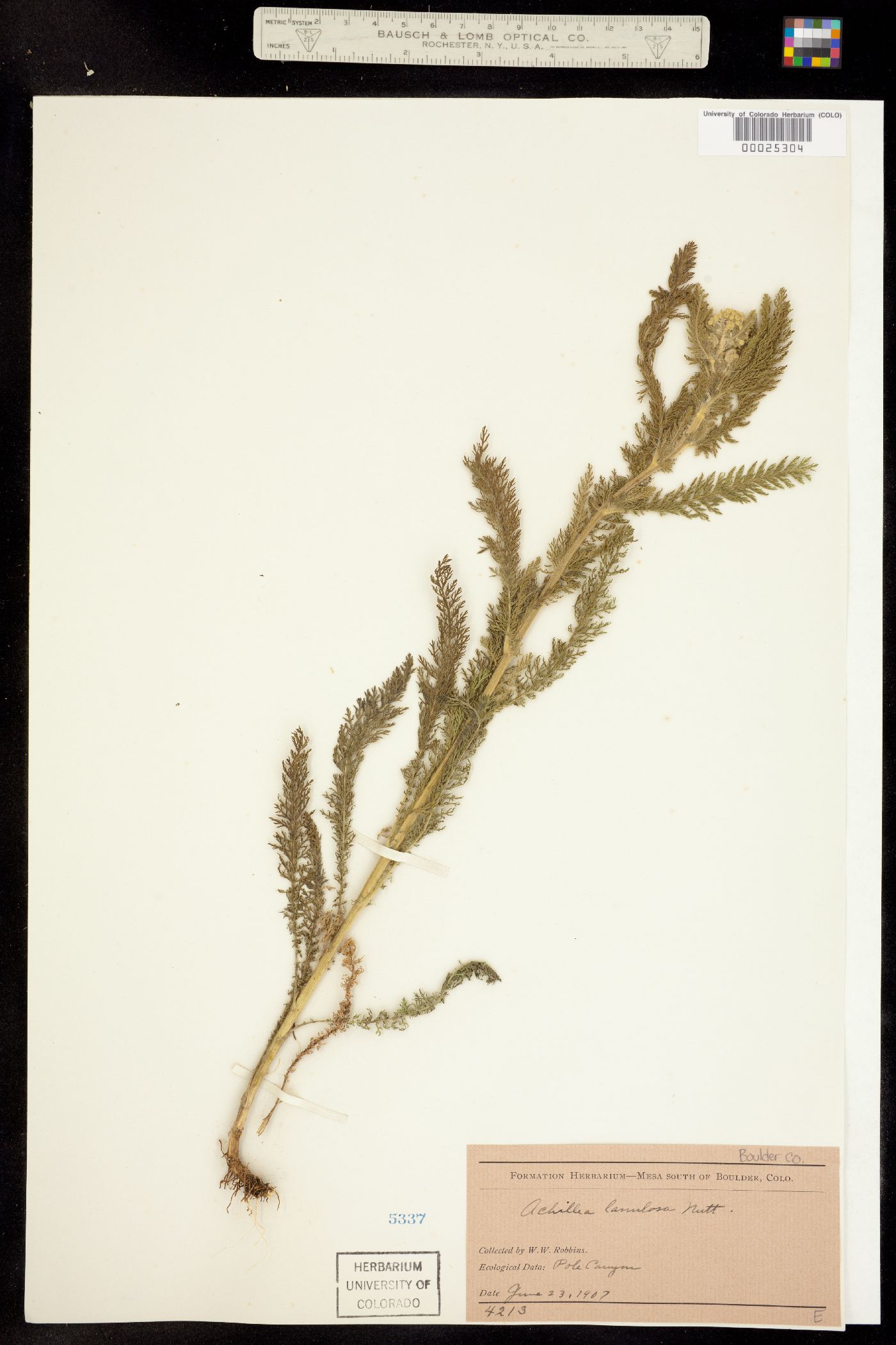 Achillea image