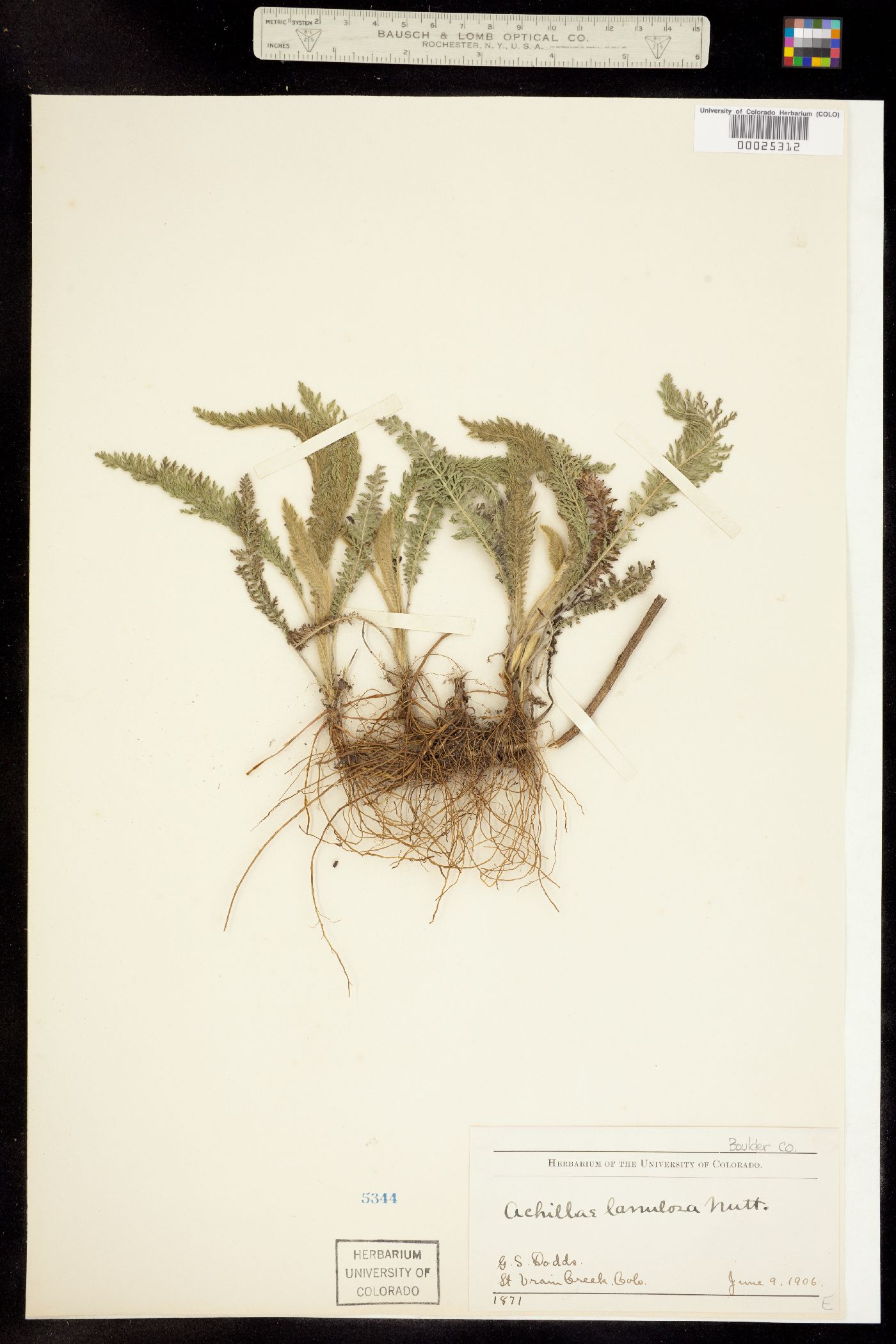 Achillea millefolium image