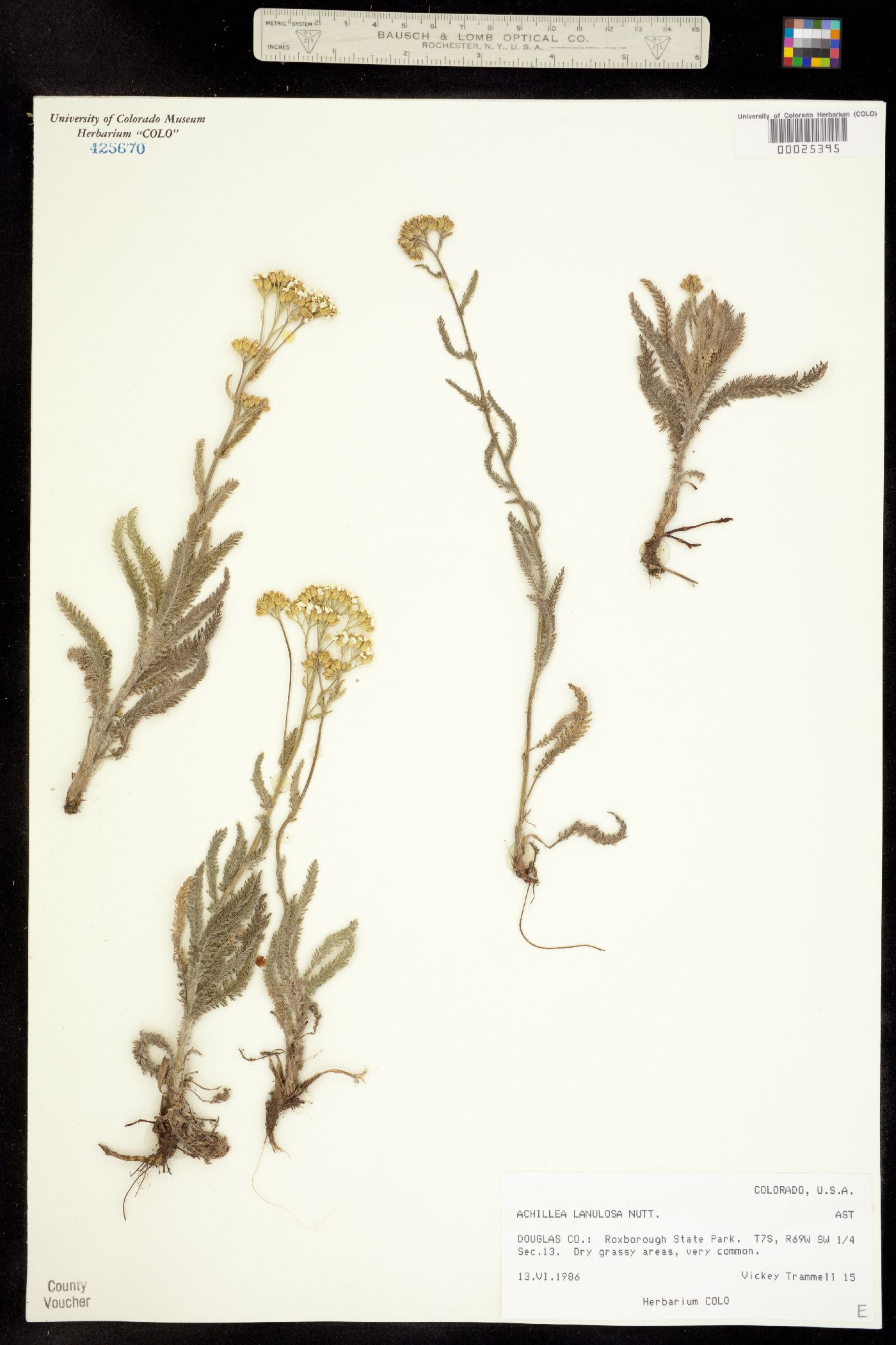 Achillea millefolium image