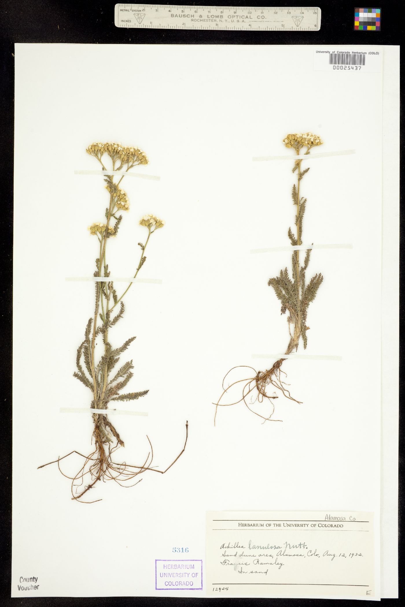 Achillea millefolium image