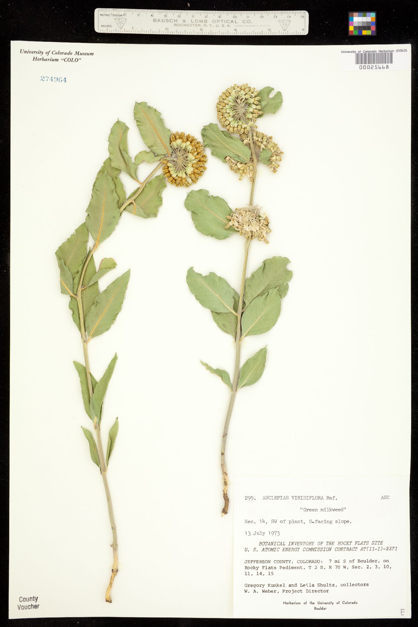 Asclepias viridiflora image