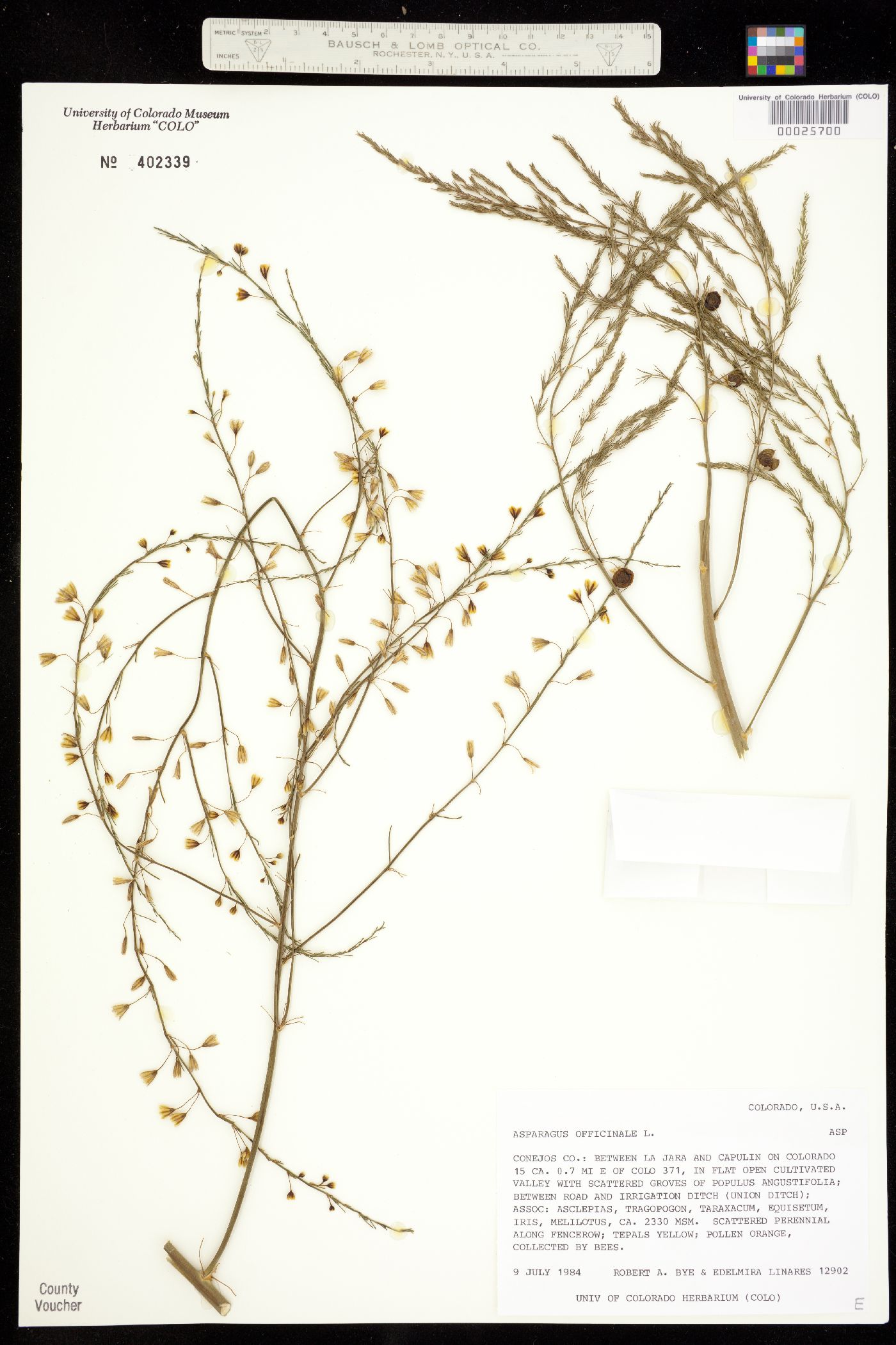 Asparagus officinalis image