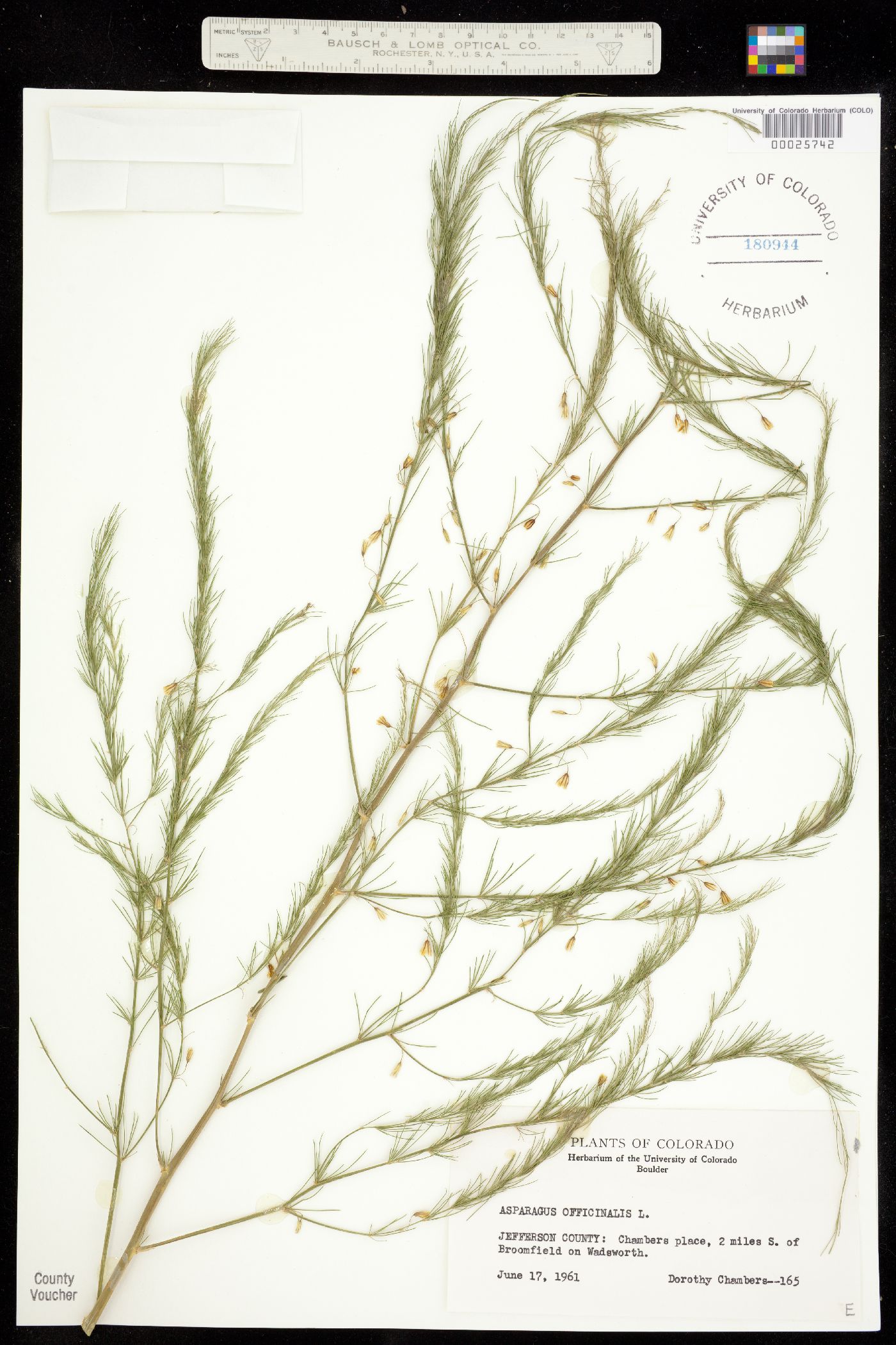 Asparagus officinalis image