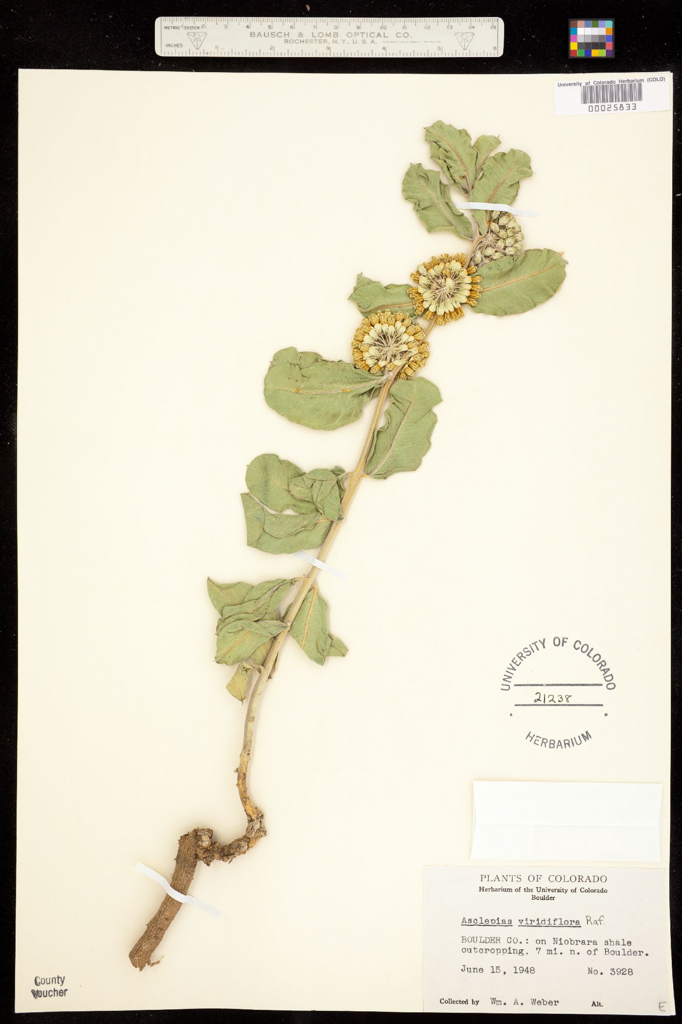 Asclepias viridiflora image