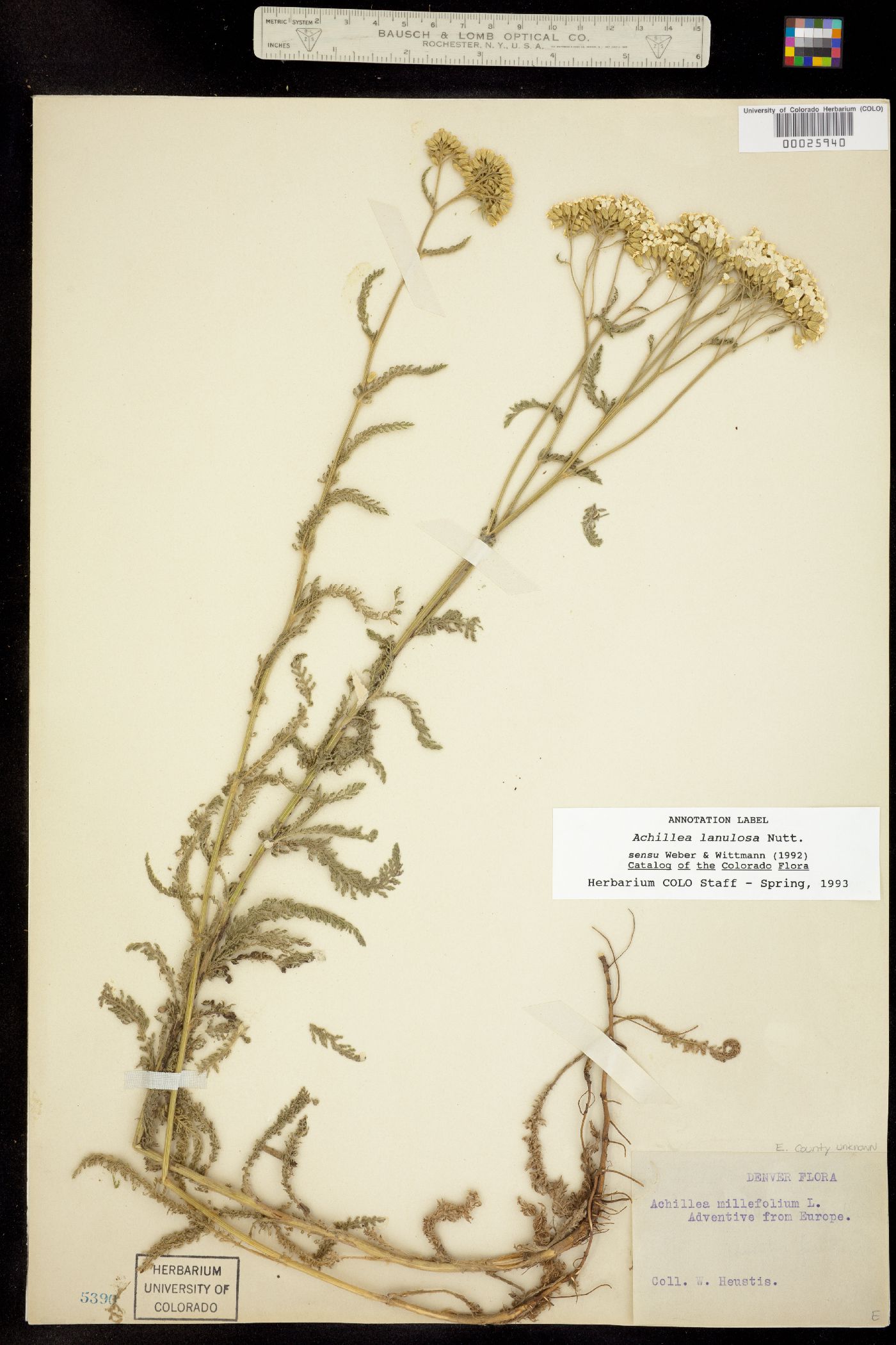 Achillea millefolium image