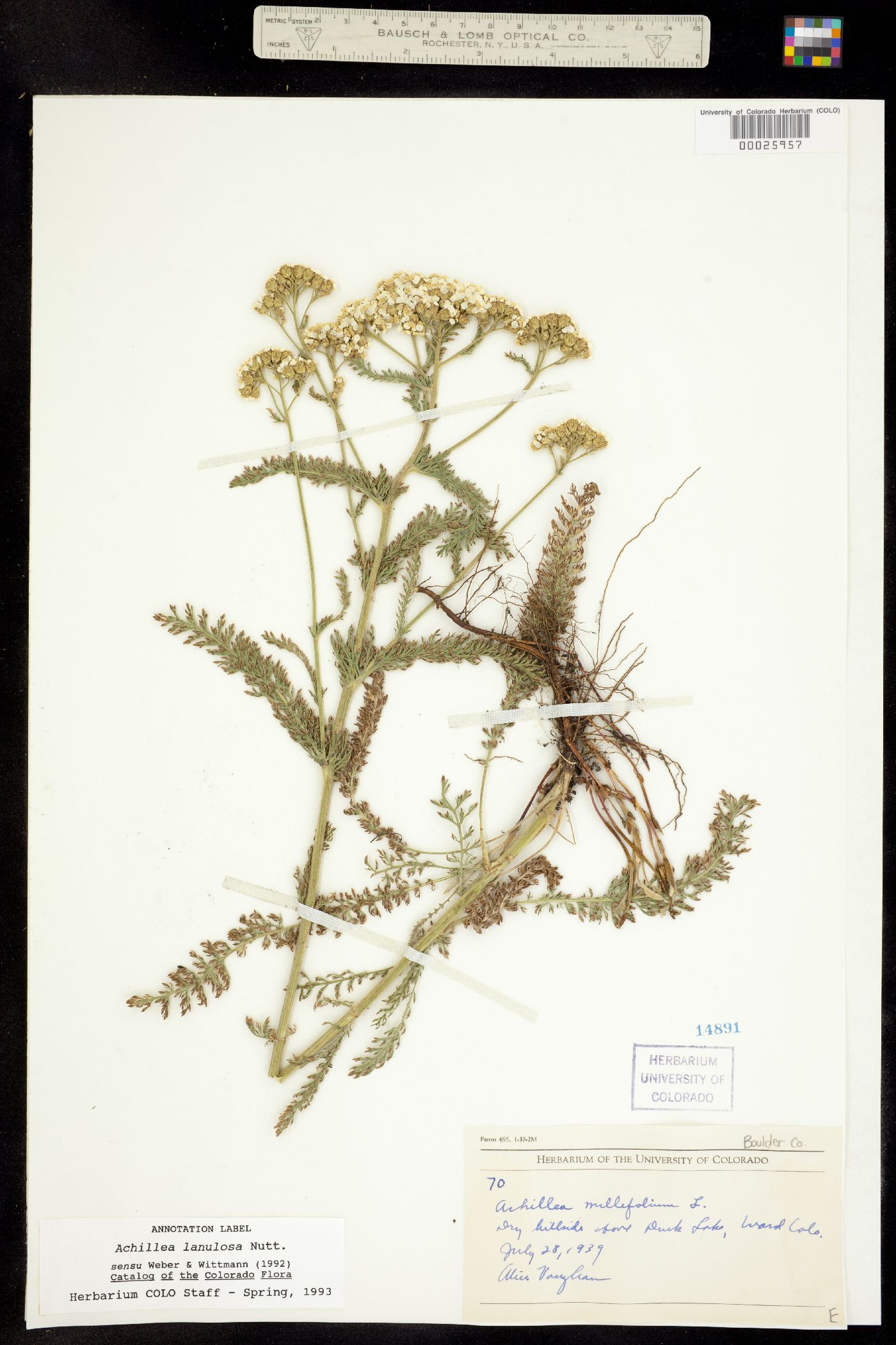 Achillea millefolium image