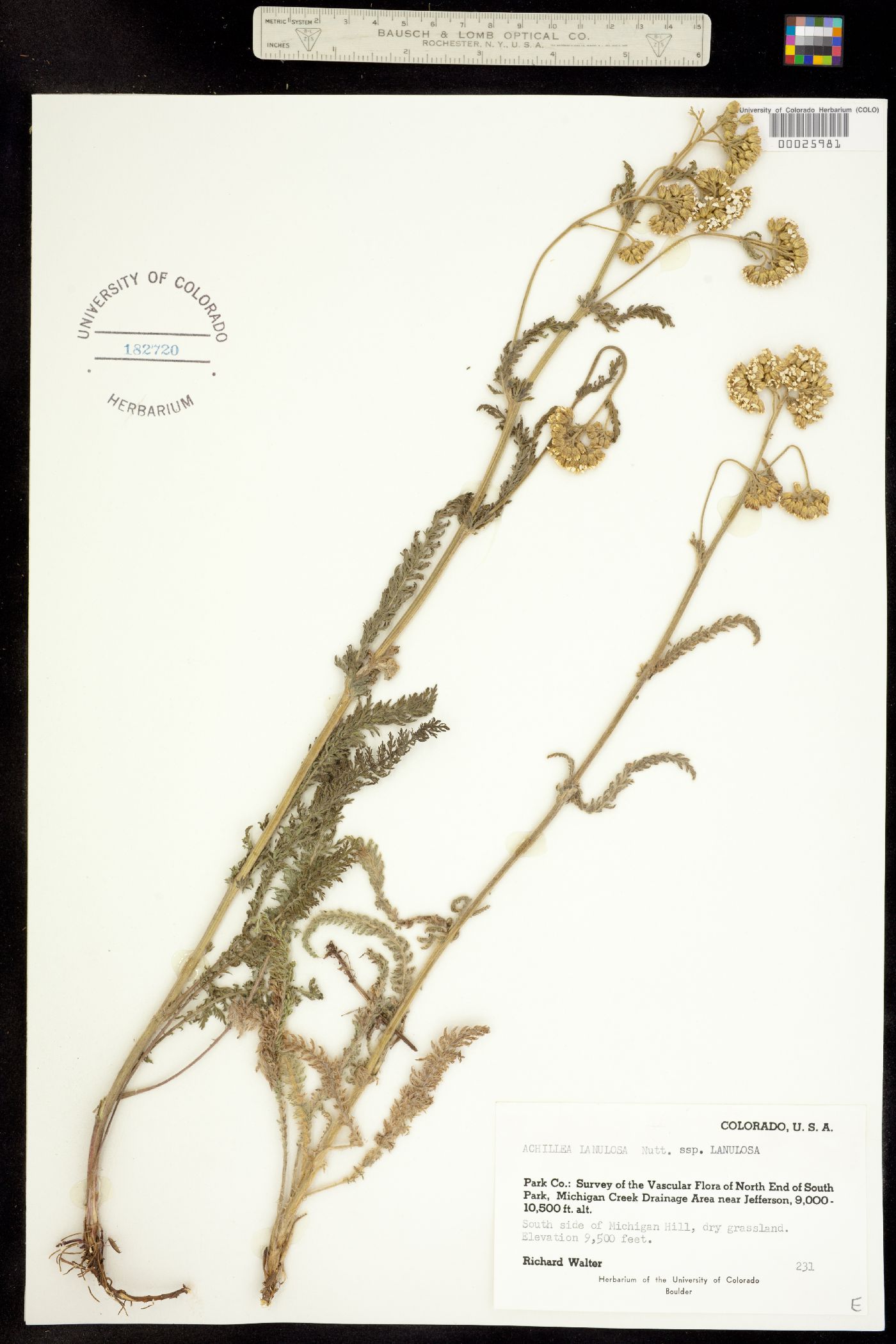 Achillea image