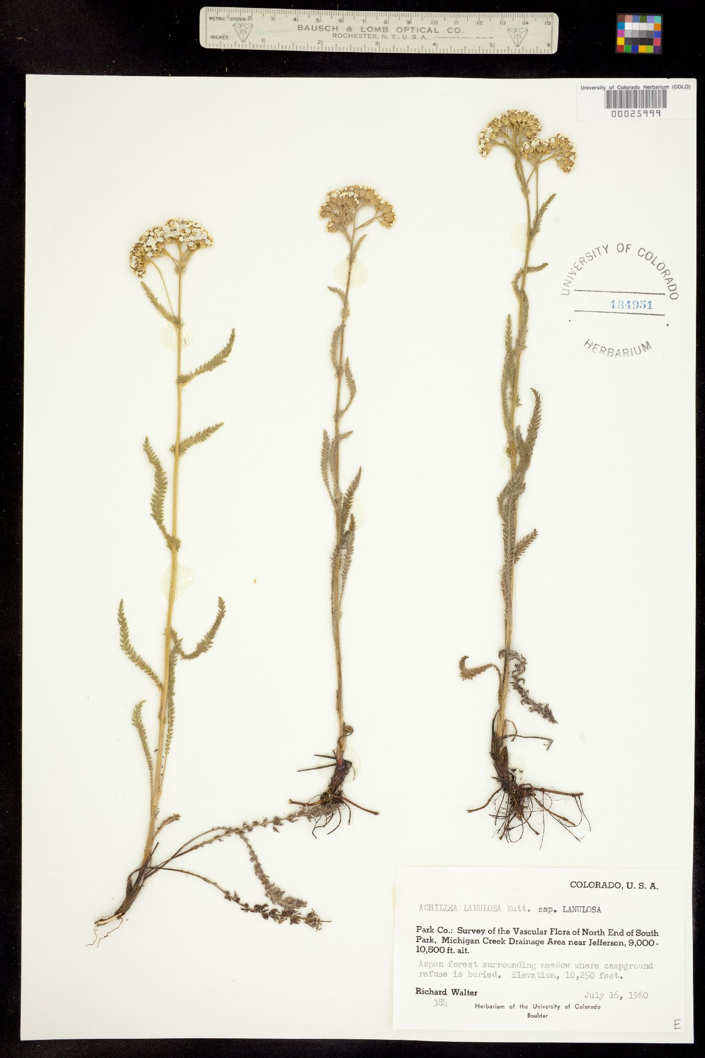 Achillea millefolium image