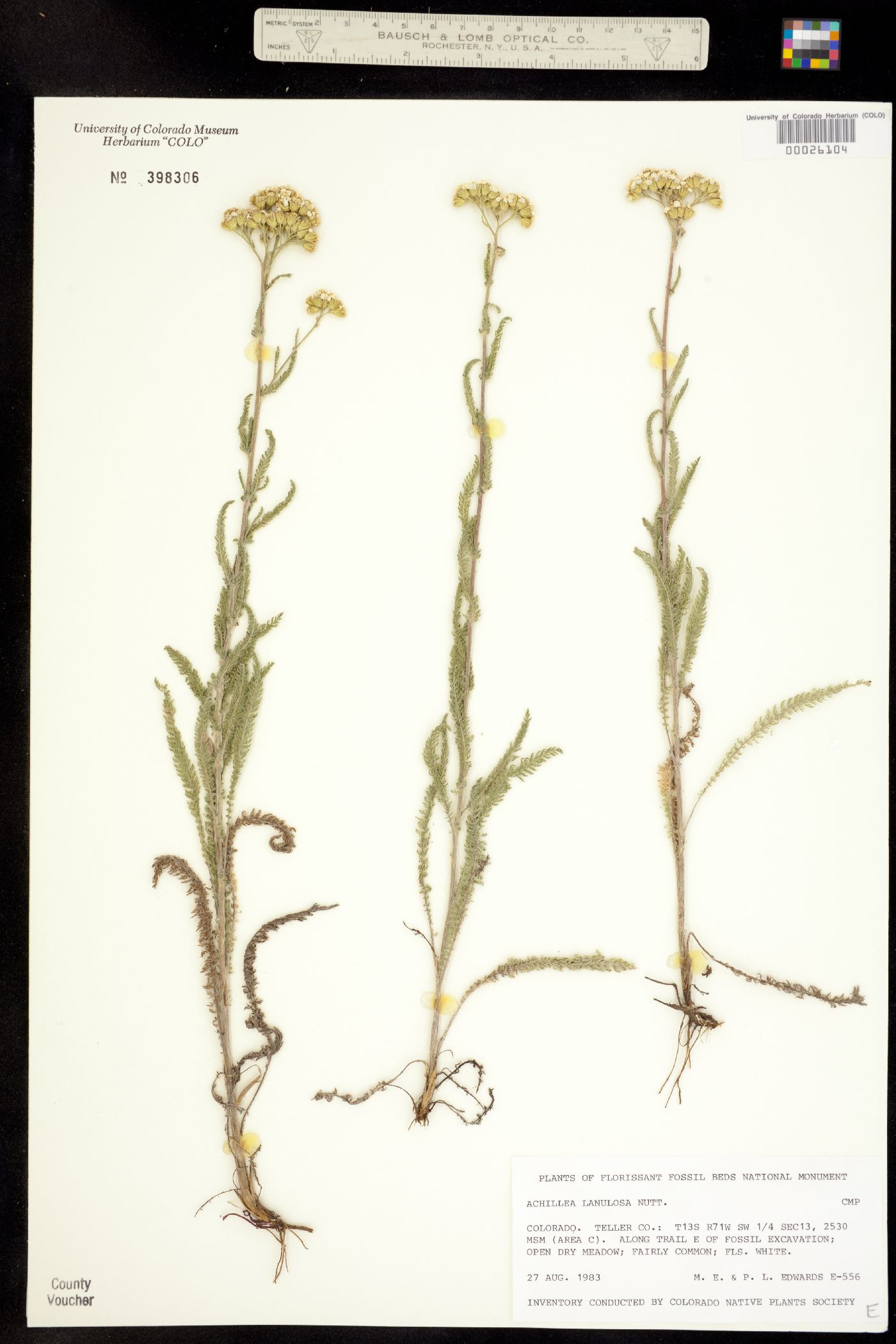 Achillea image