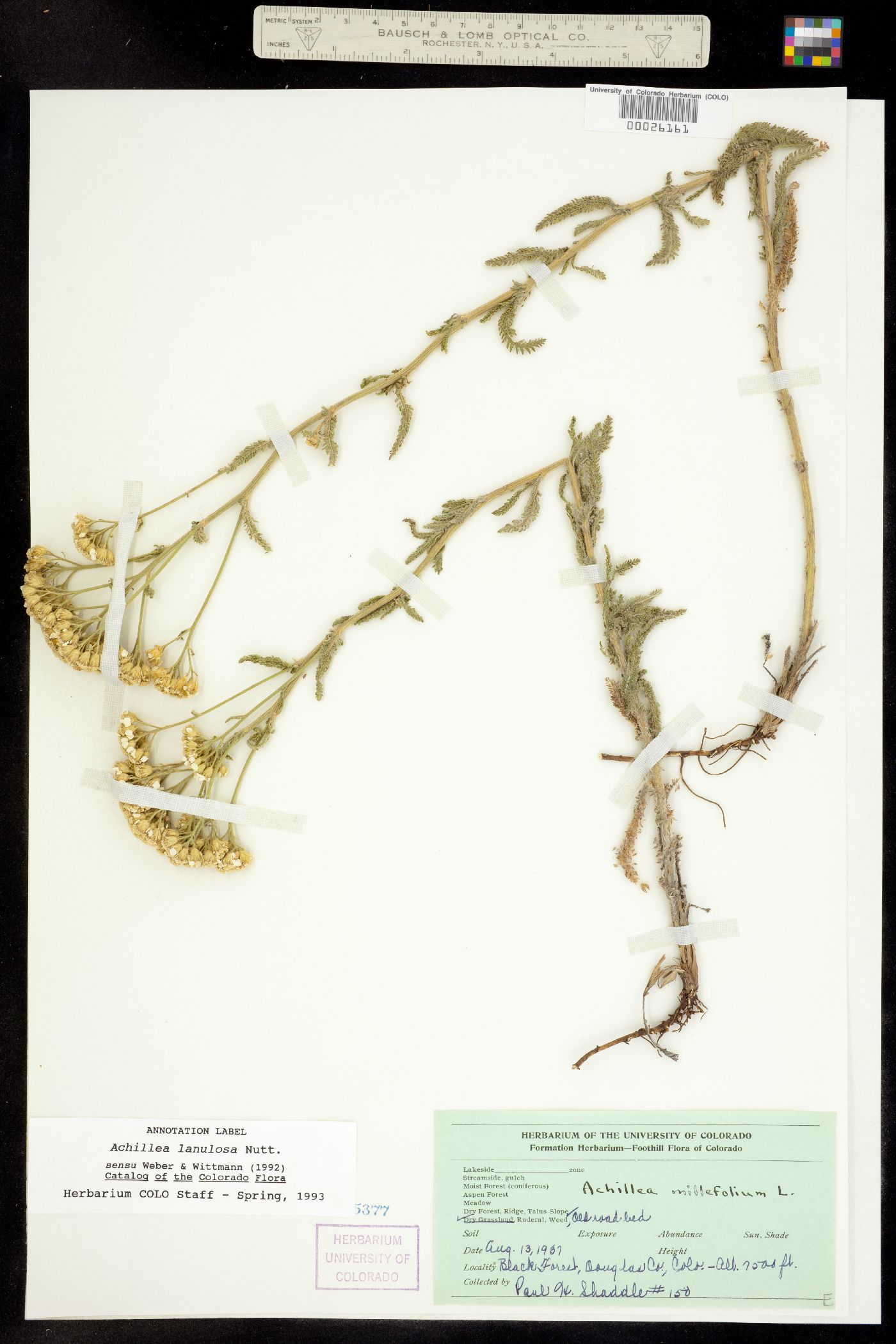 Achillea millefolium image