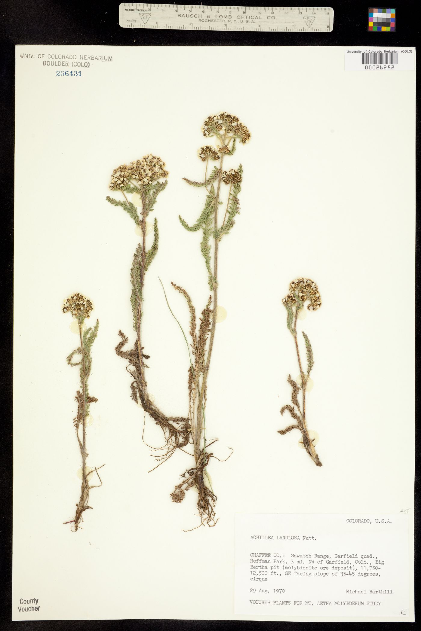 Achillea millefolium image