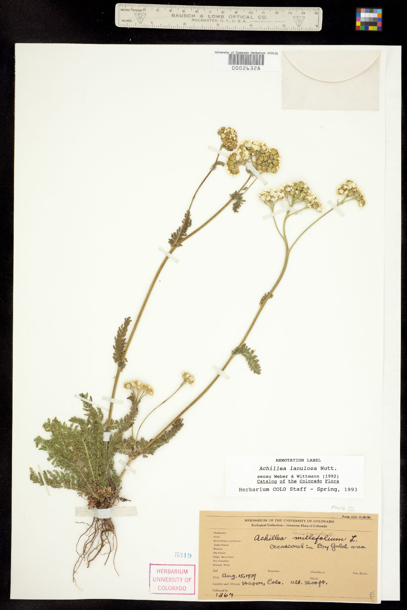 Achillea millefolium image
