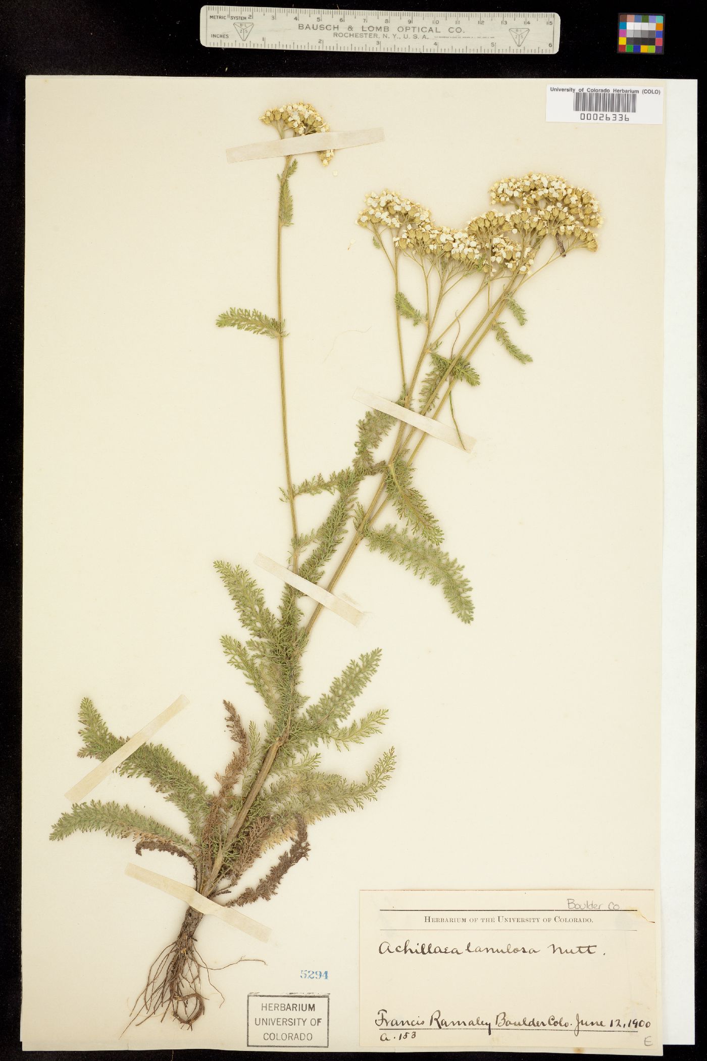 Achillea millefolium image