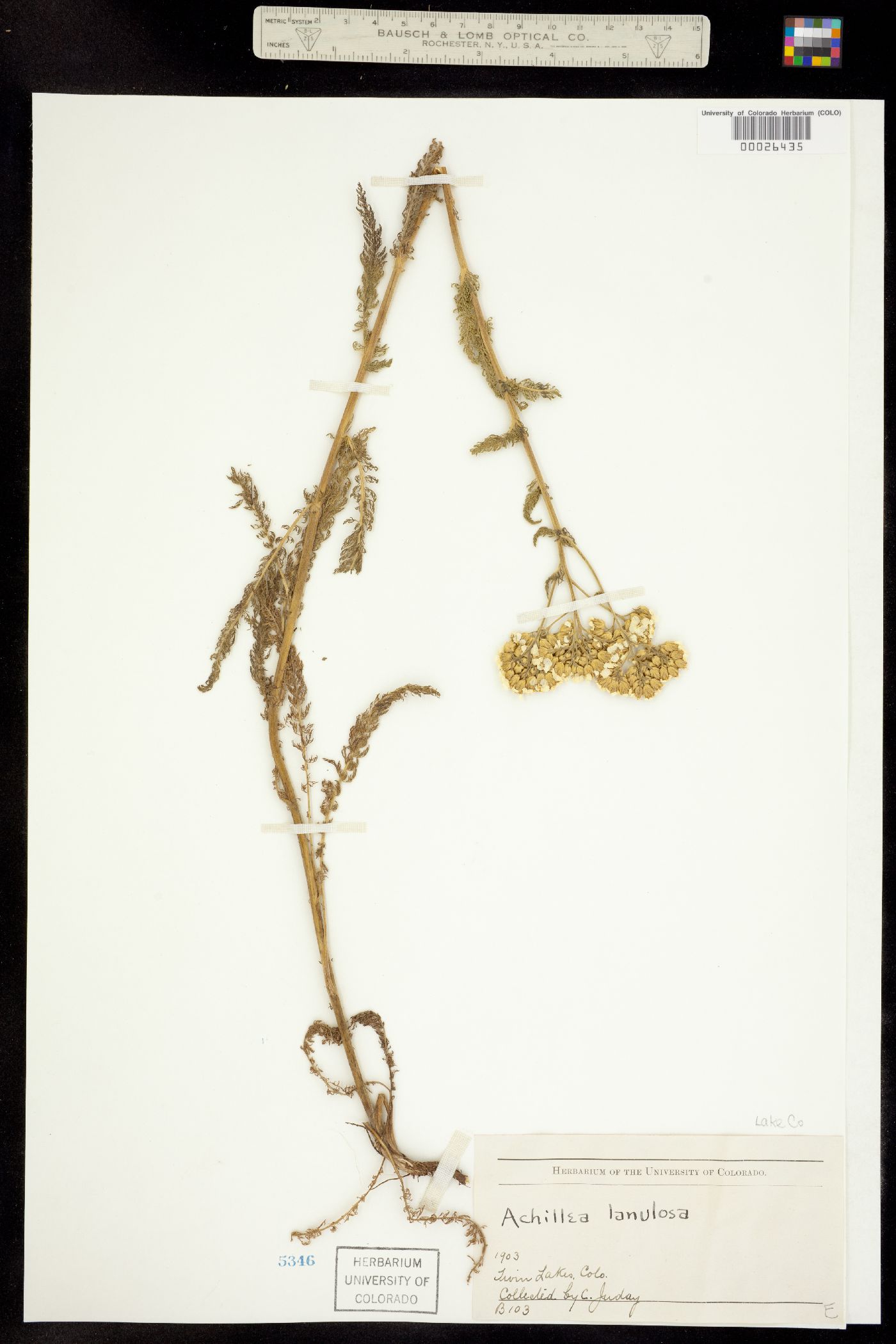 Achillea millefolium image