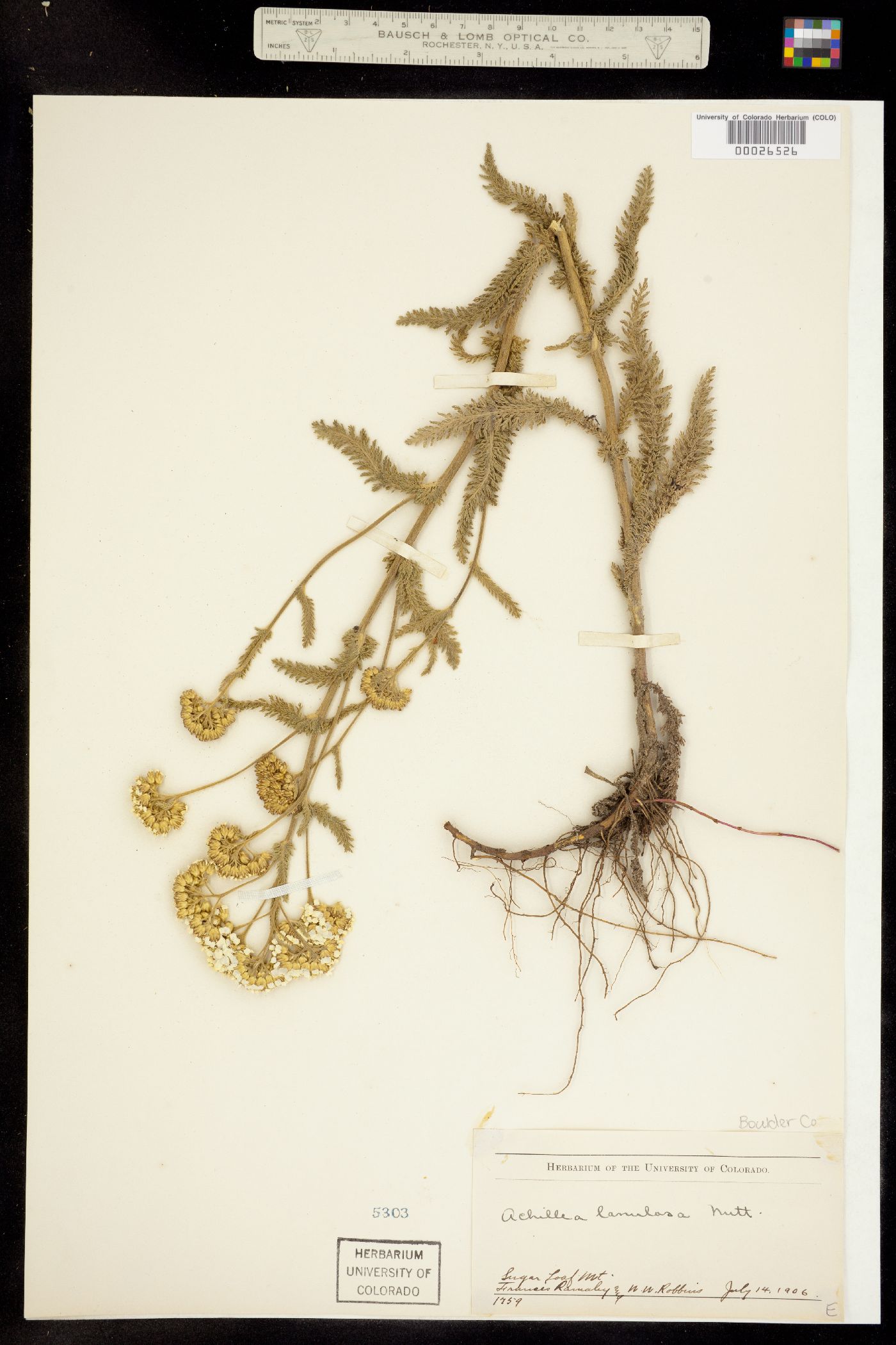 Achillea millefolium image