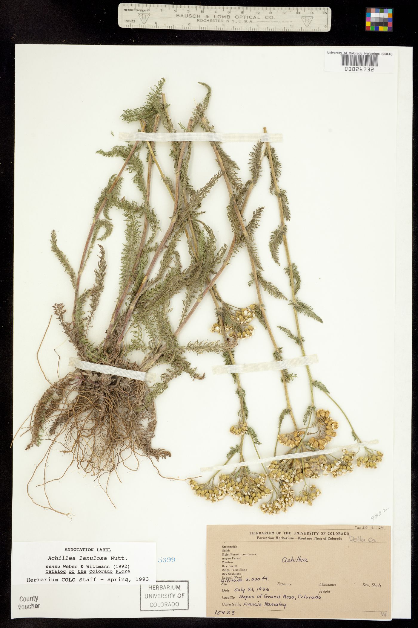 Achillea image