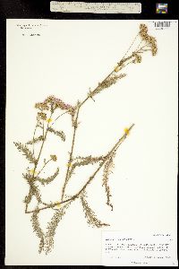 Image of Achillea lanulosa
