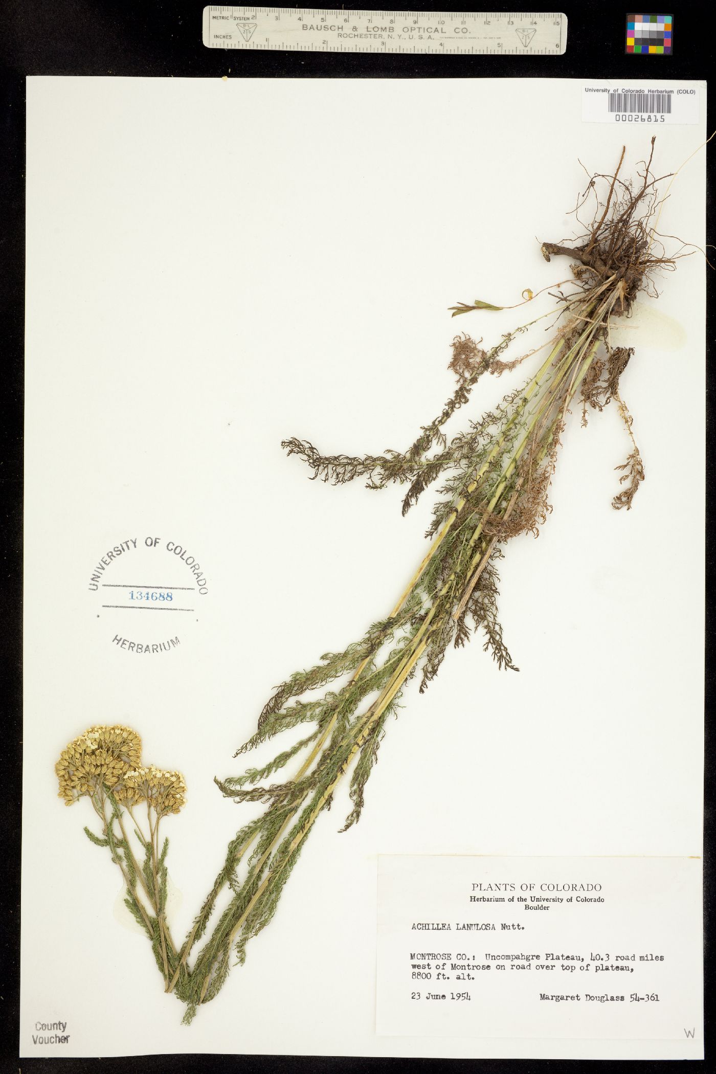 Achillea millefolium image