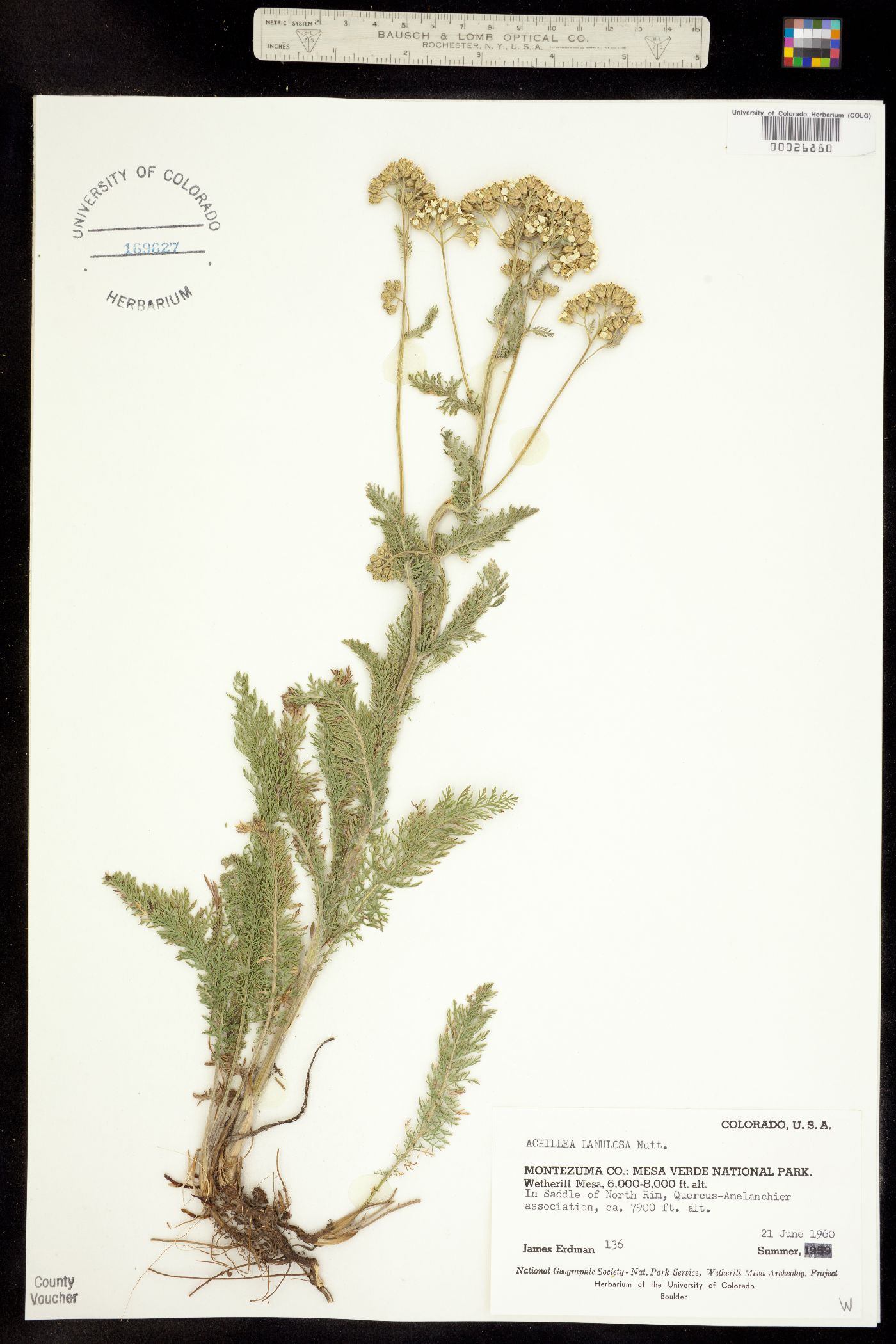 Achillea millefolium image
