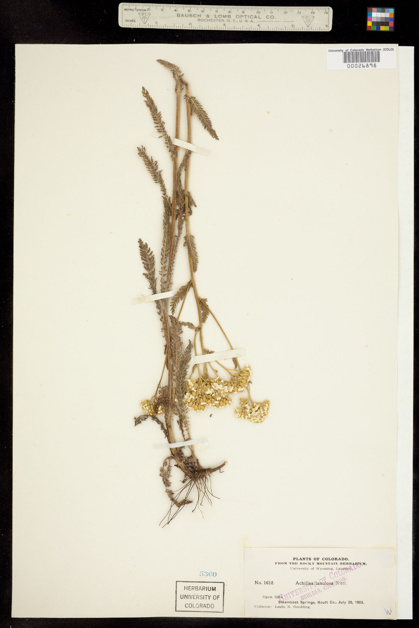 Achillea millefolium image