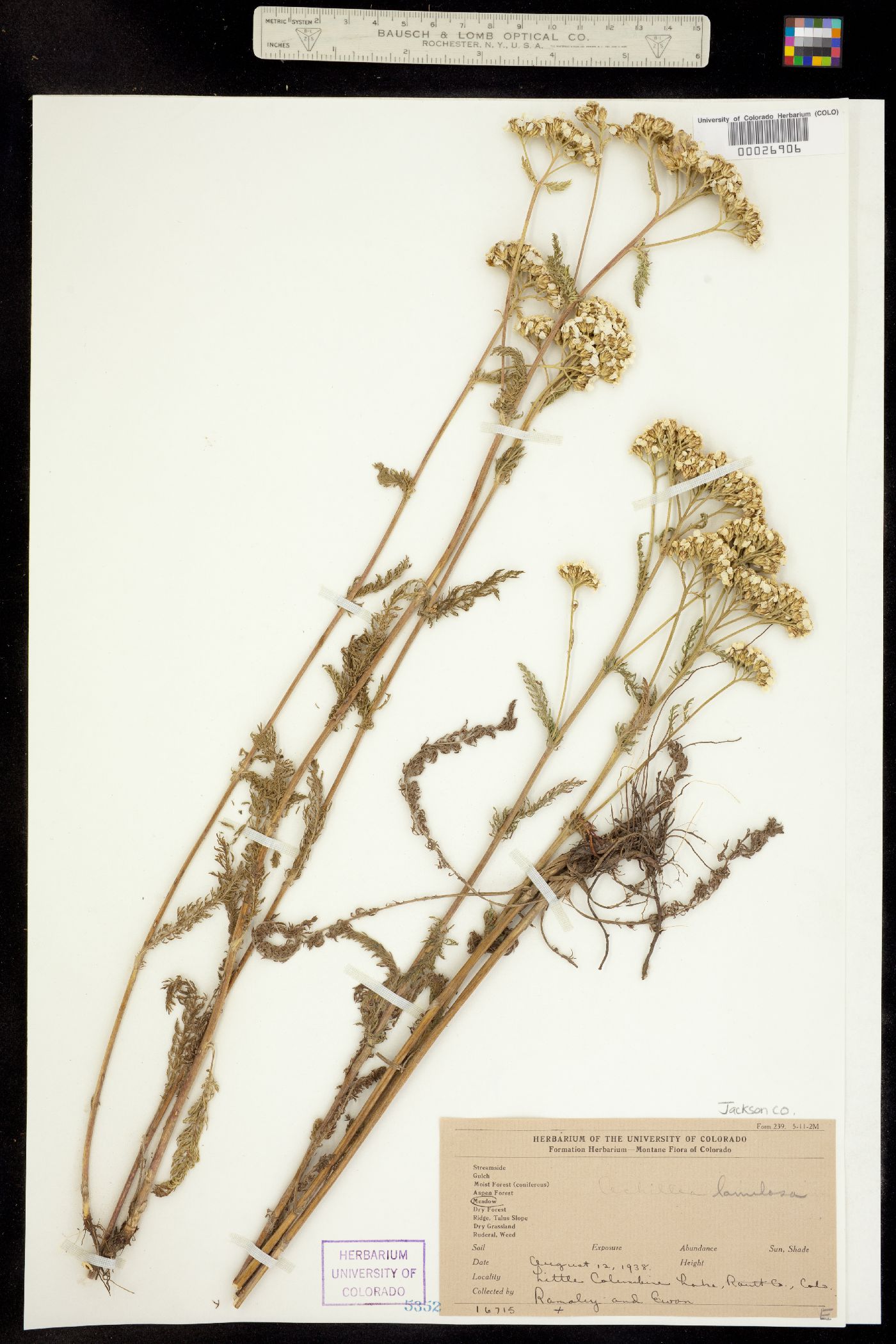 Achillea millefolium image