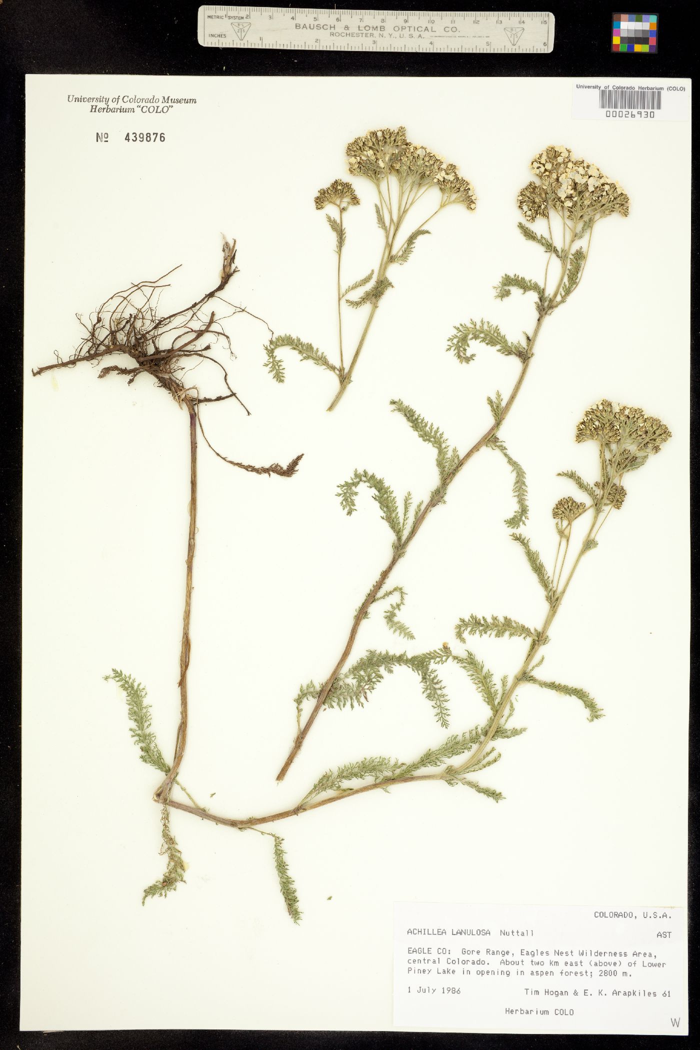 Achillea millefolium image