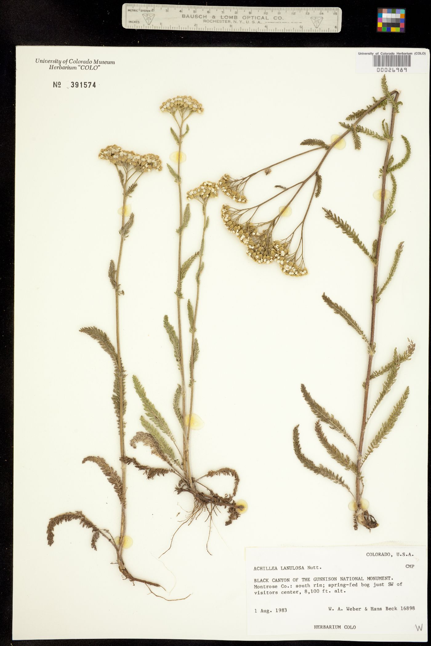 Achillea millefolium image