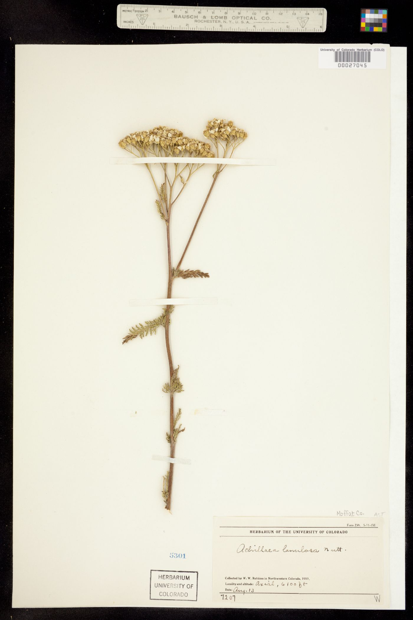 Achillea millefolium image