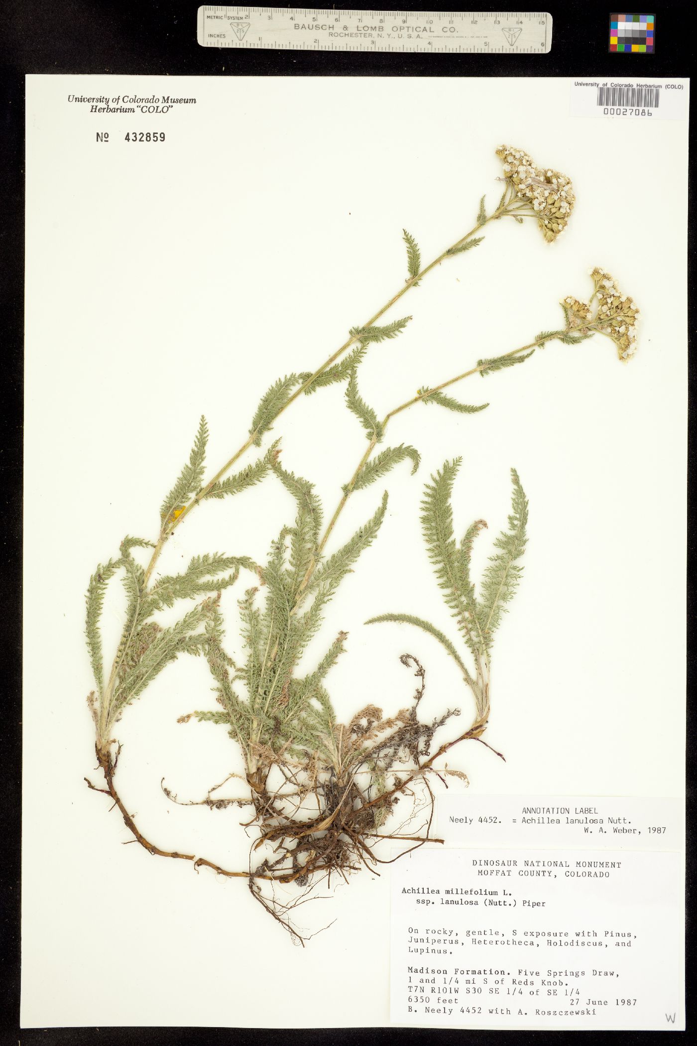 Achillea millefolium image
