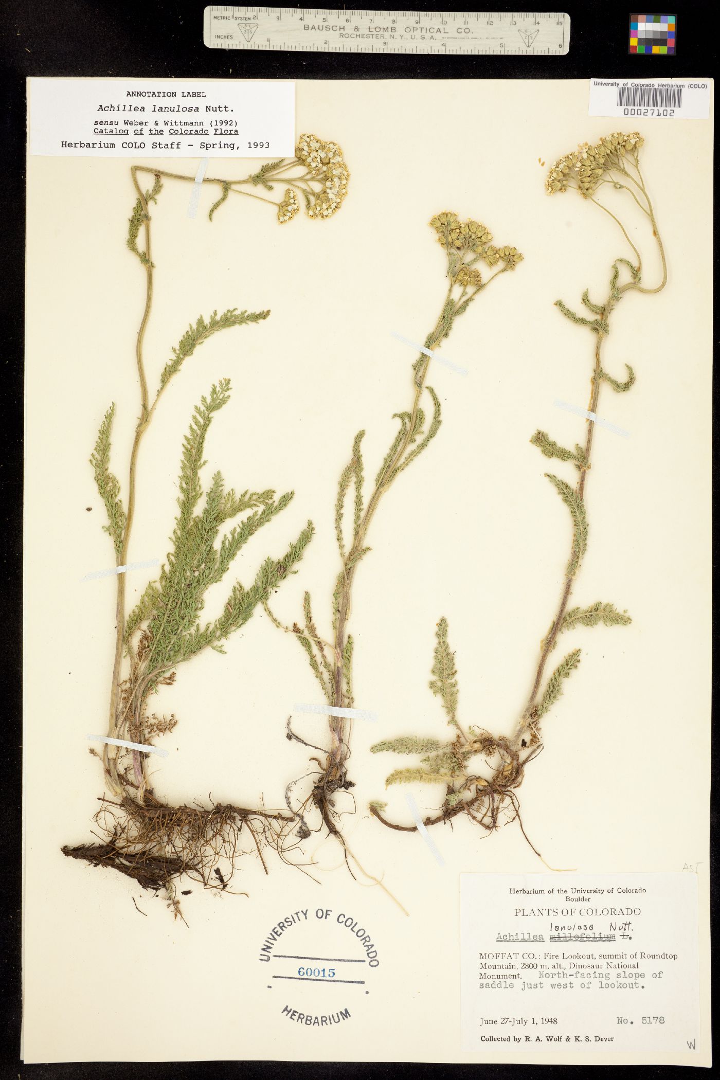 Achillea millefolium image