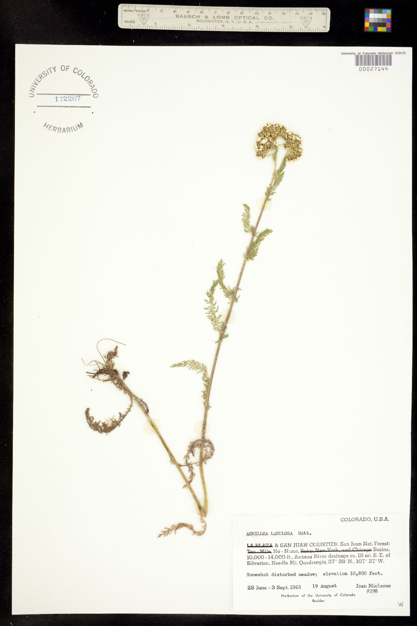 Achillea millefolium image
