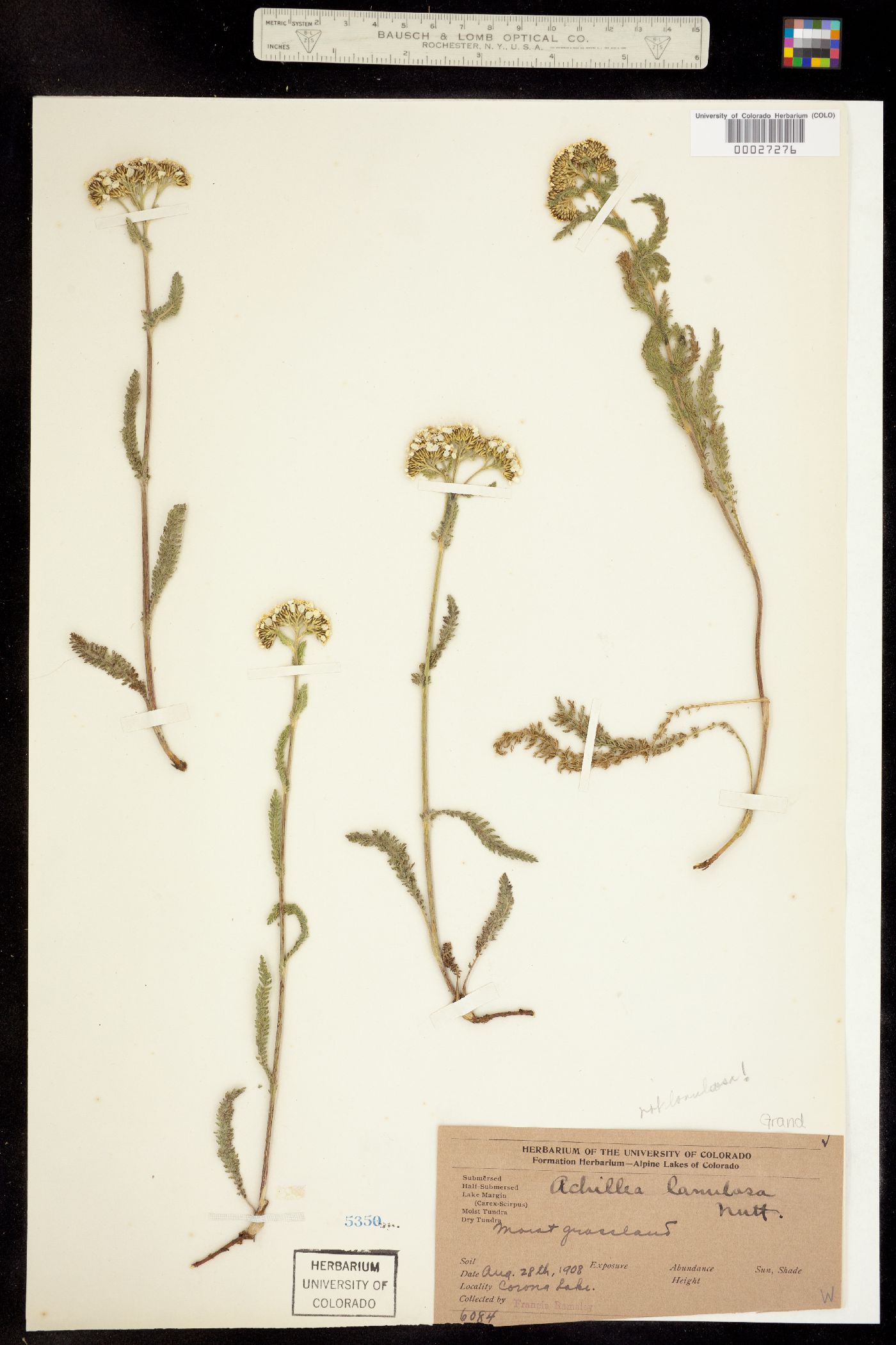 Achillea image