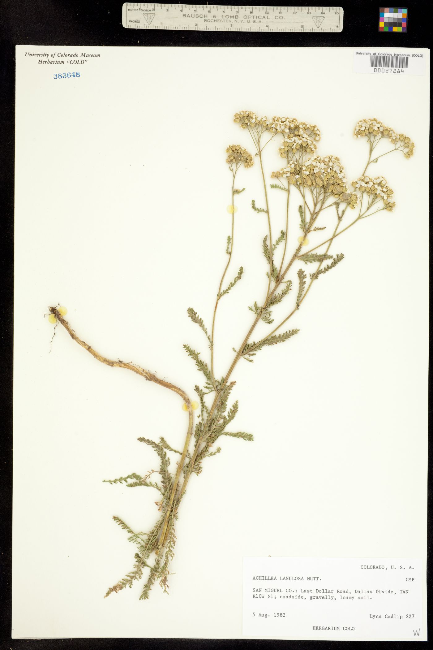 Achillea millefolium image