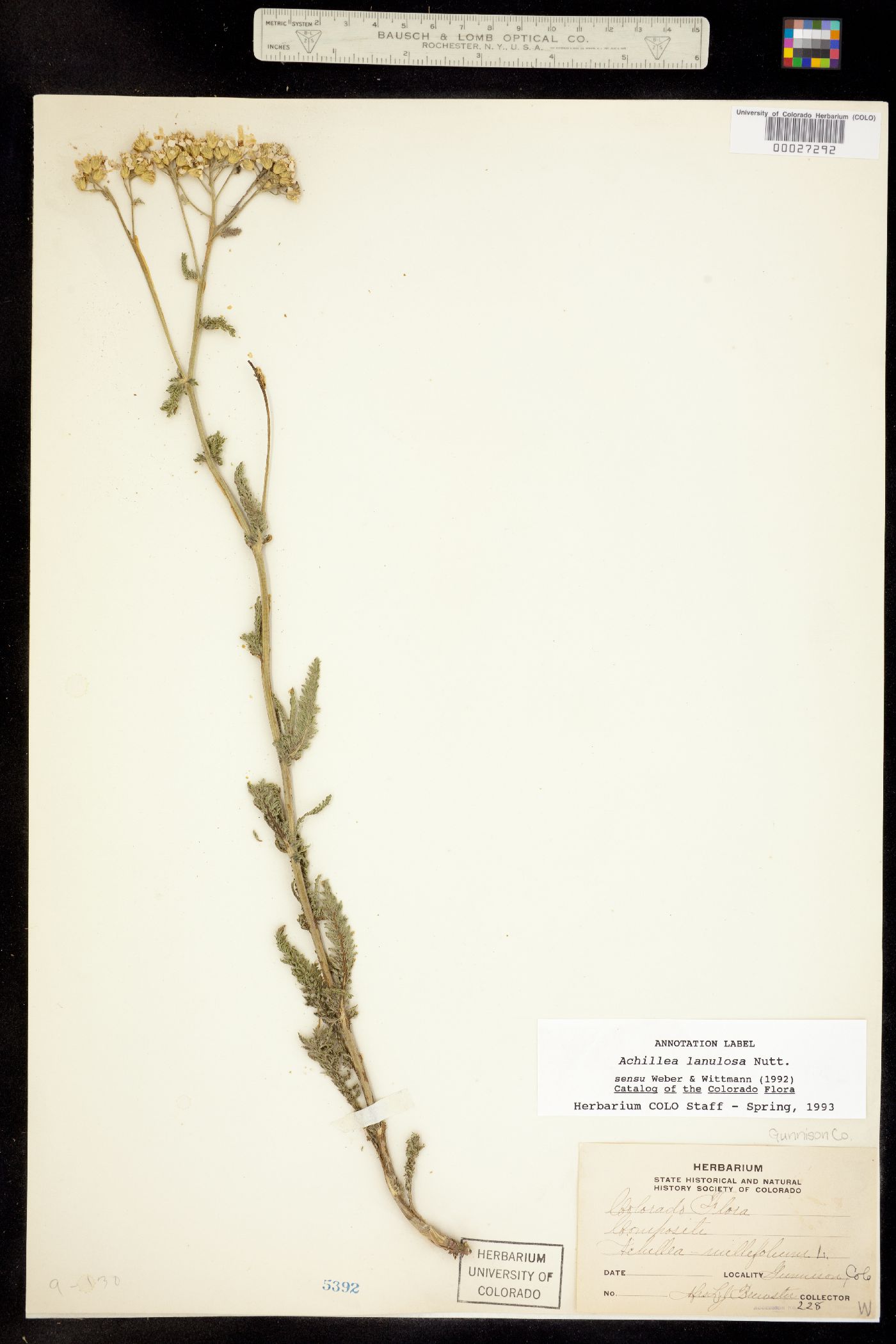 Achillea millefolium image