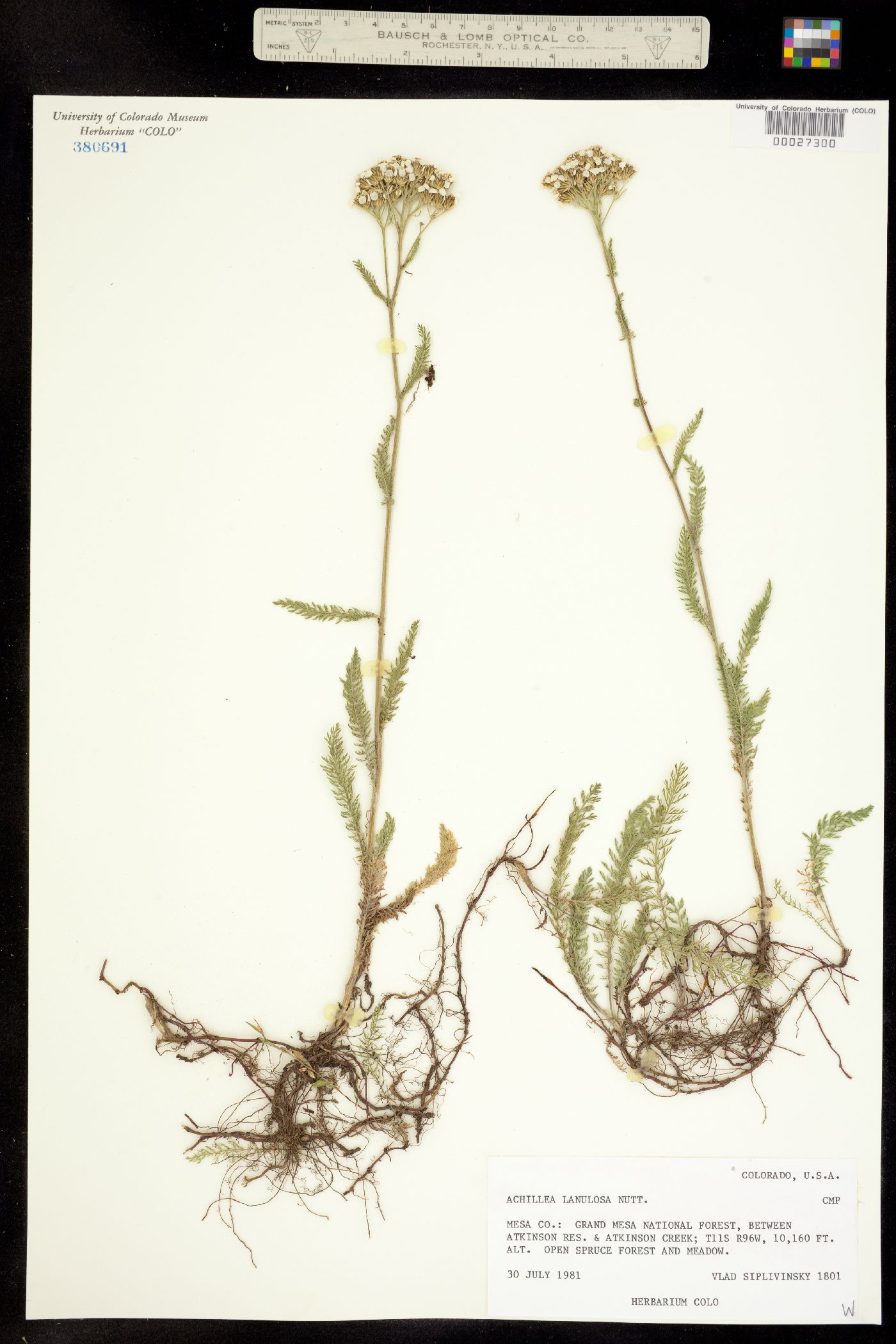 Achillea image