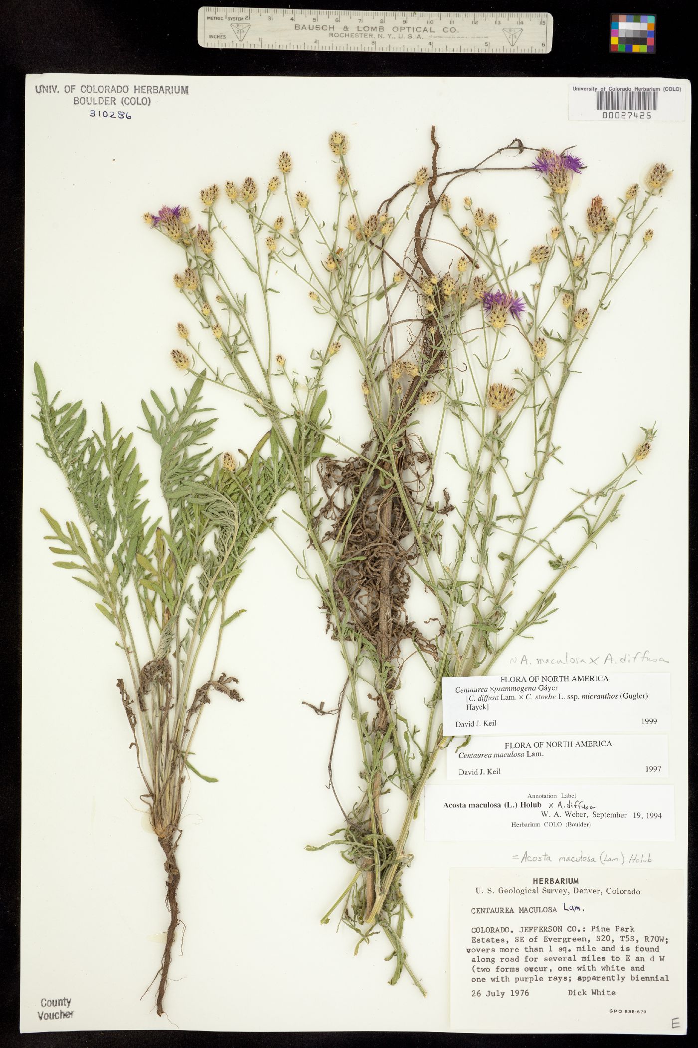 Acosta maculosa x diffusa image
